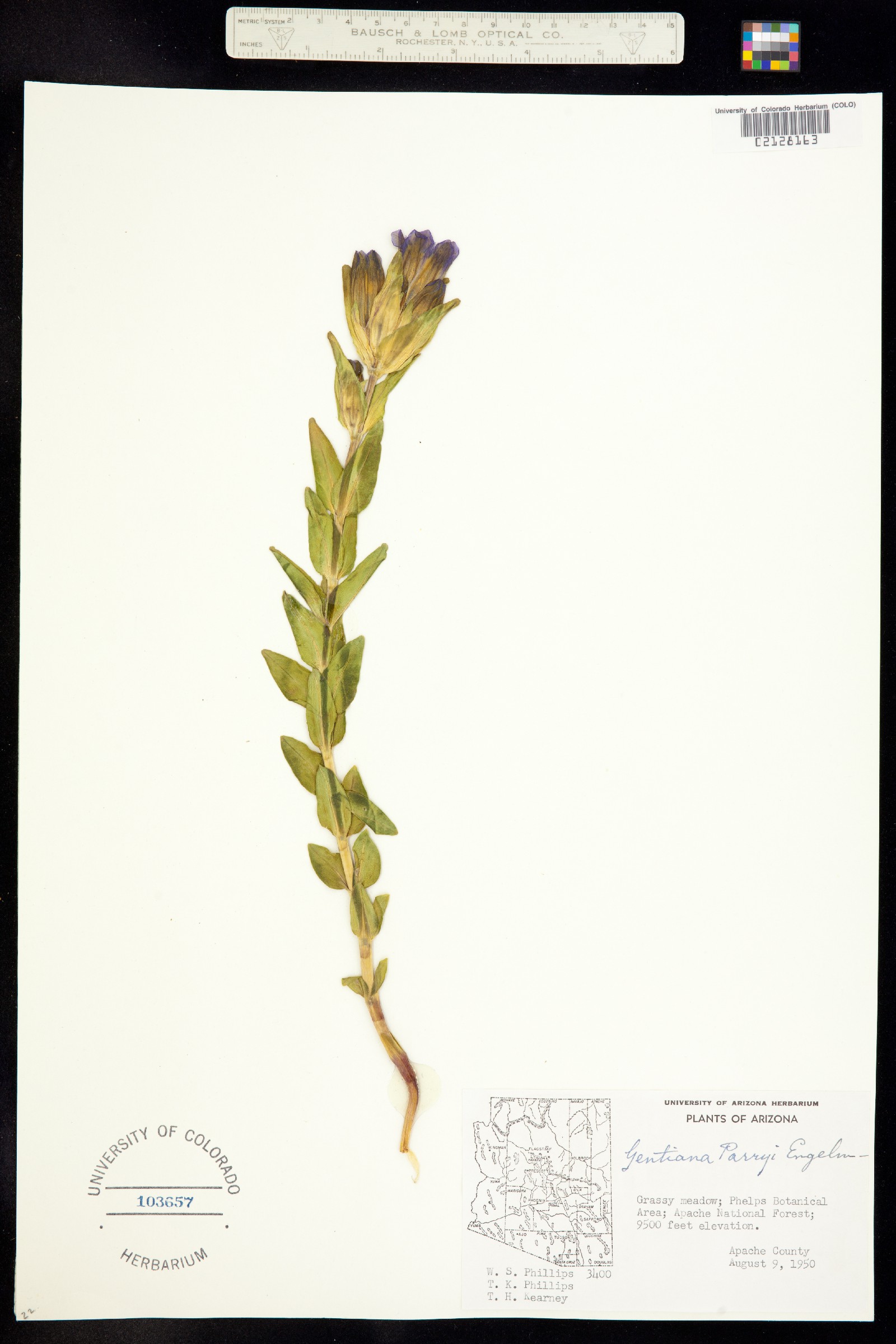 Gentiana parryi image