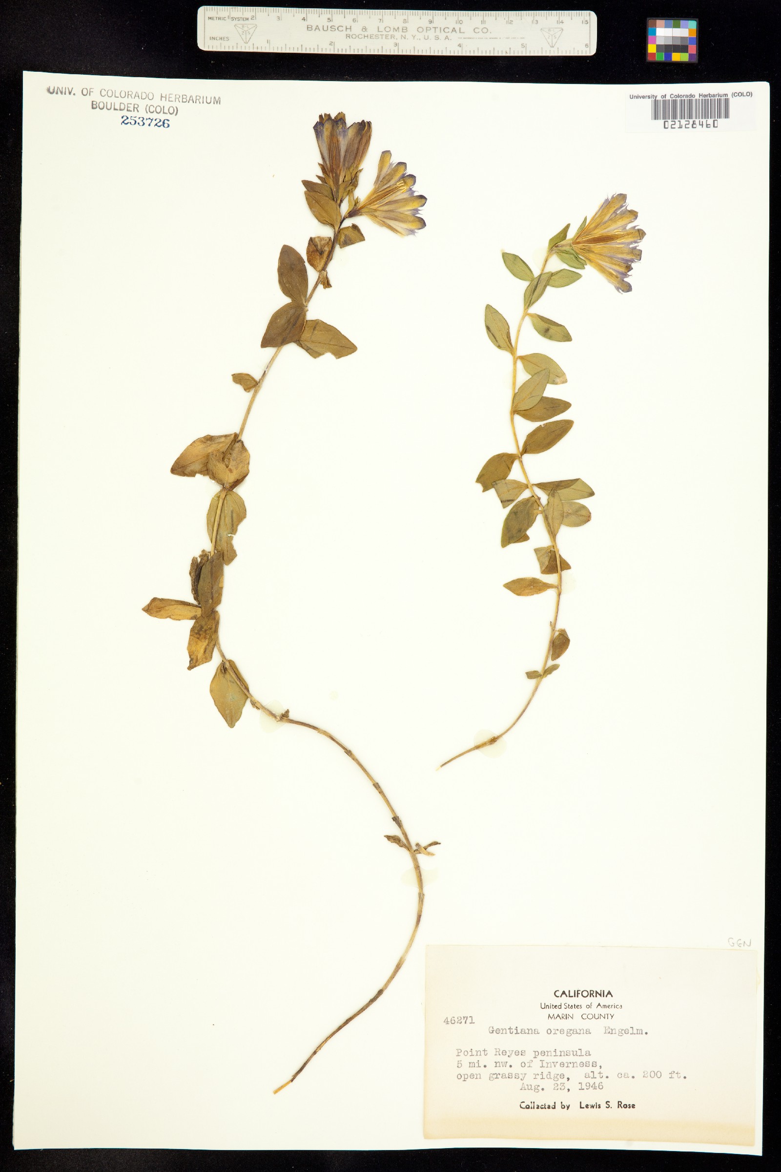 Pneumonanthe oregana image