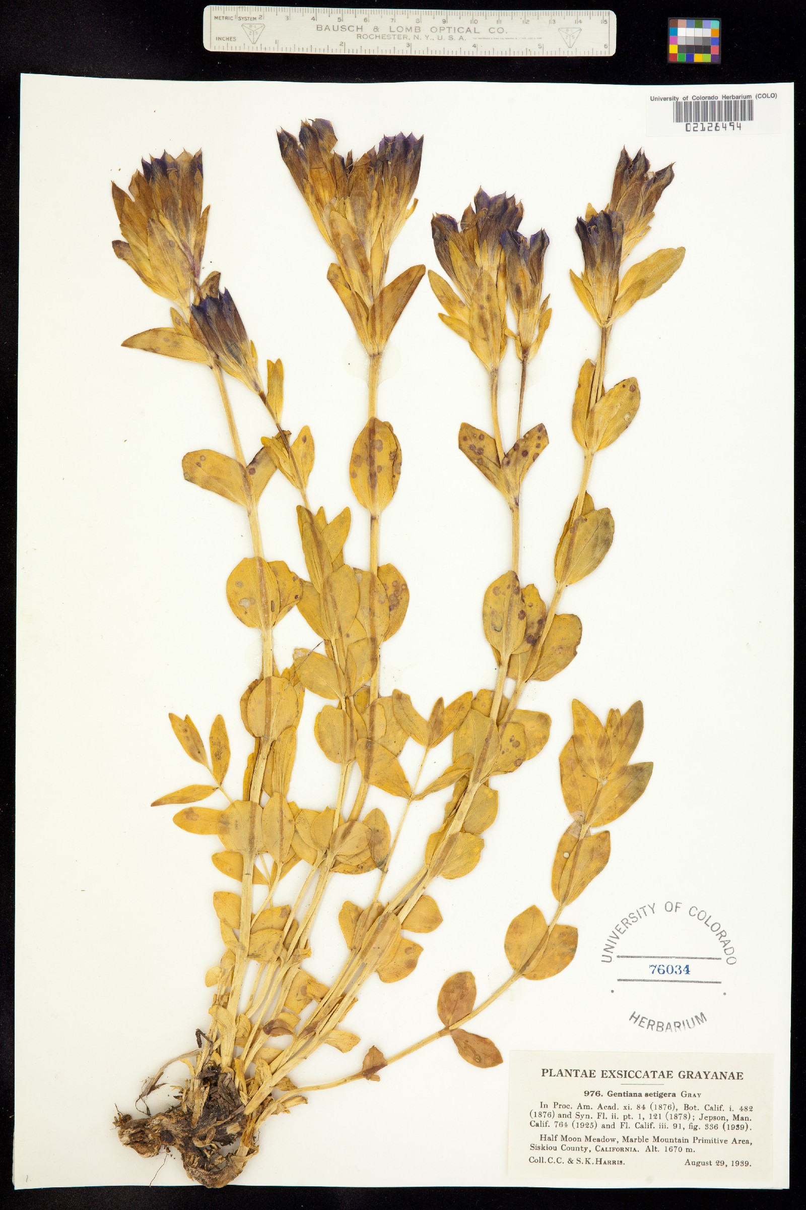 Pneumonanthe setigera image