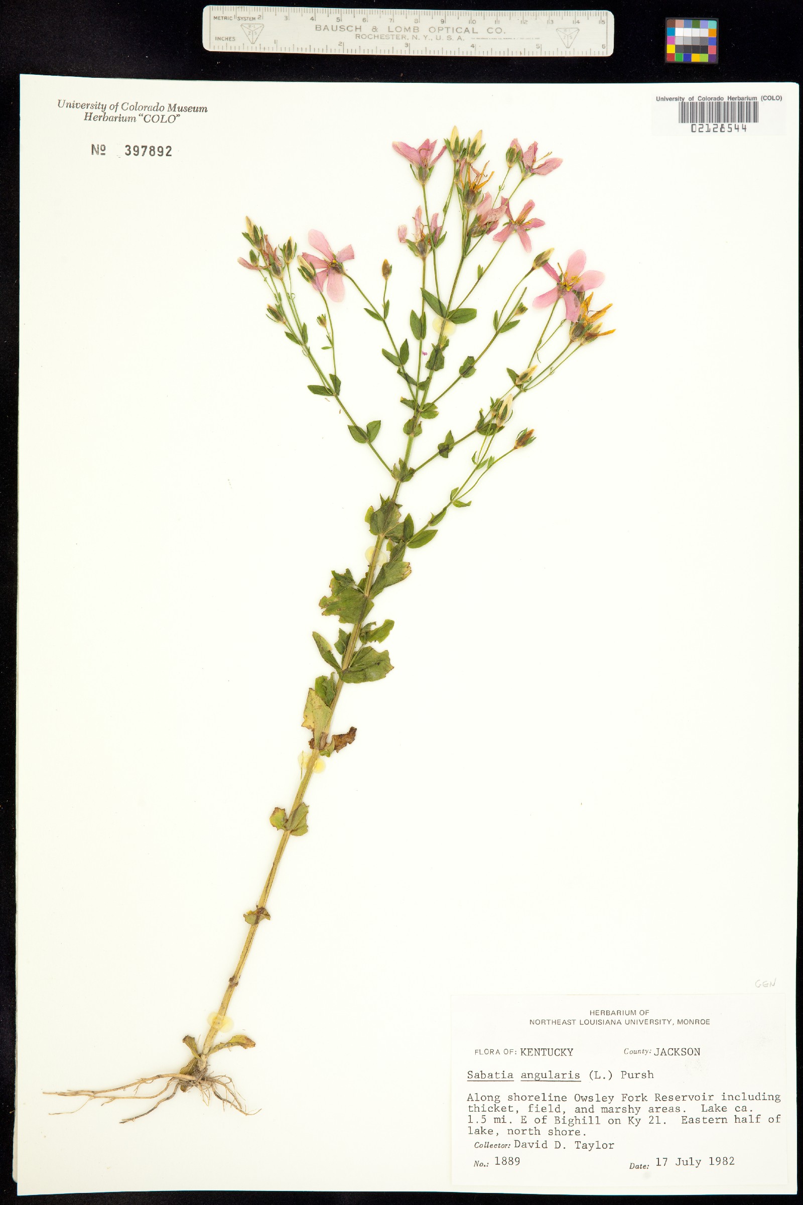 Sabatia angularis image