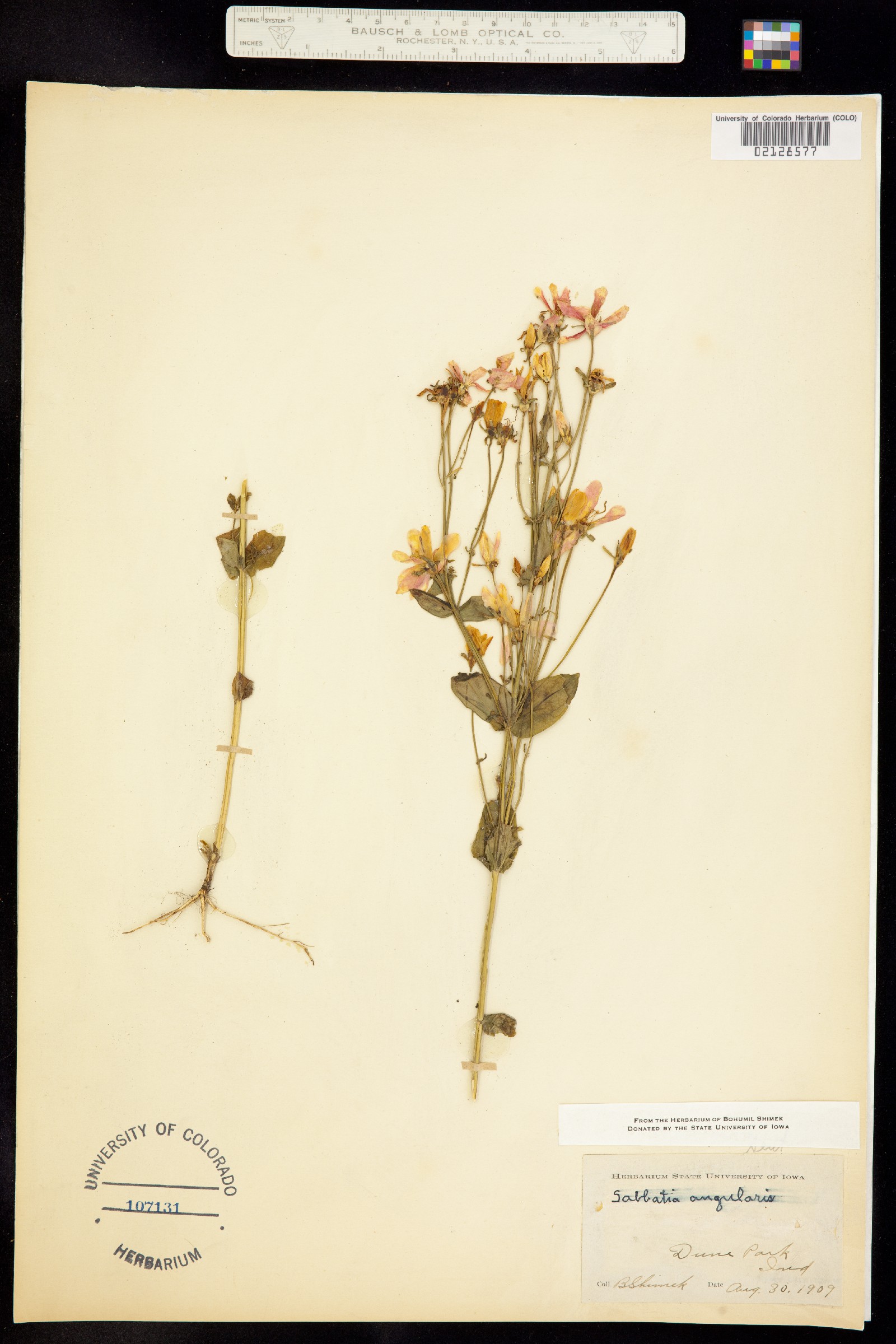 Sabatia angularis image