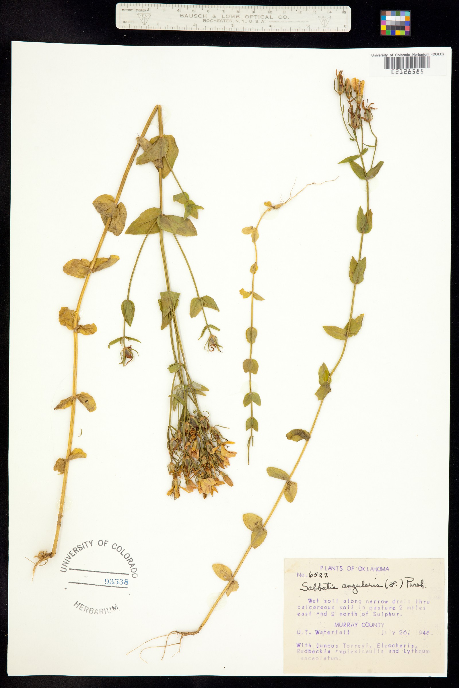 Sabatia angularis image