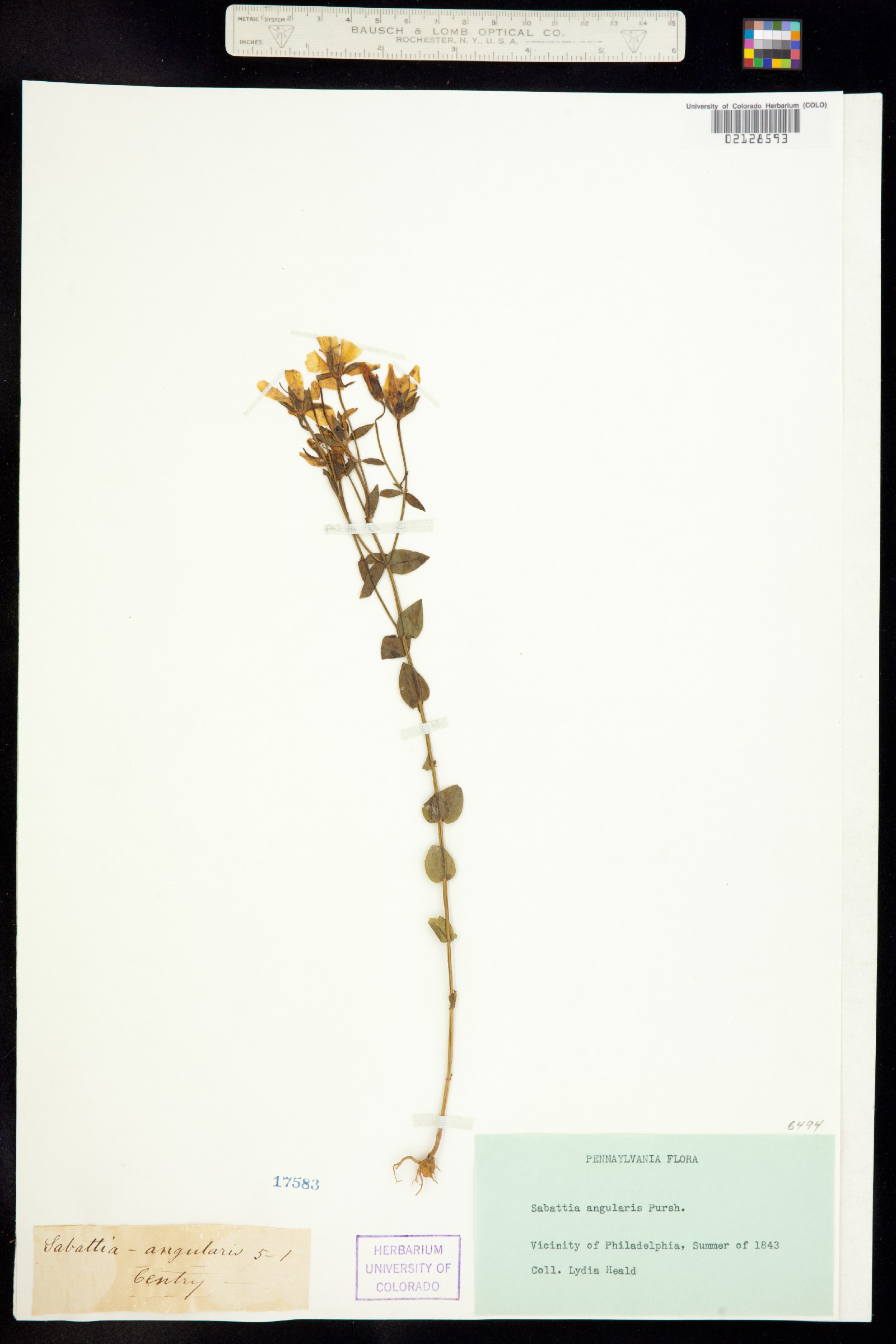 Sabatia angularis image