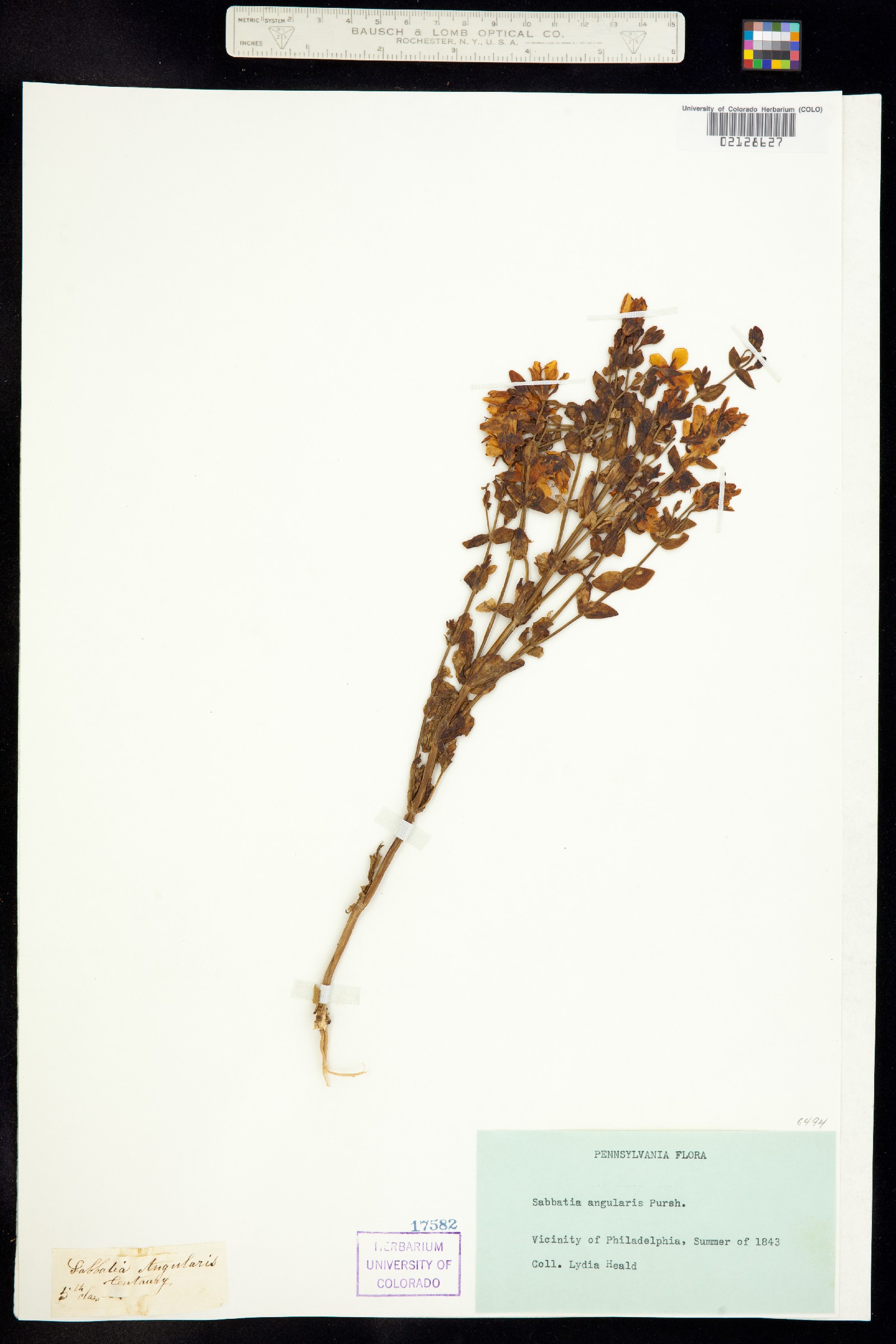 Sabatia angularis image