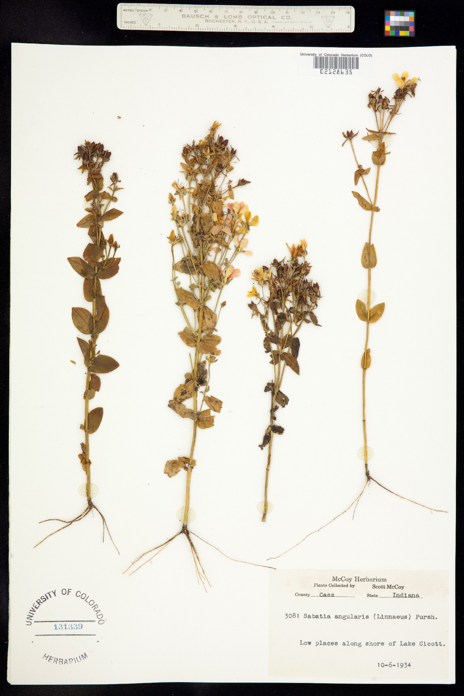 Sabatia angularis image