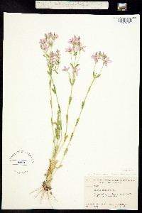 Sabatia brachiata image