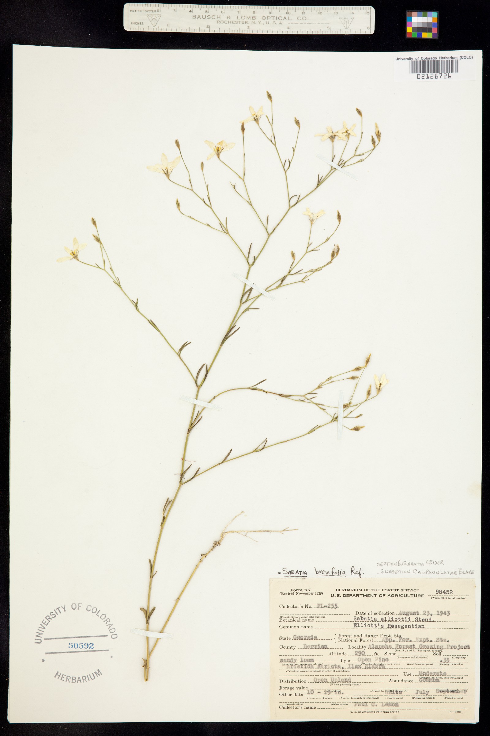 Sabatia brevifolia image