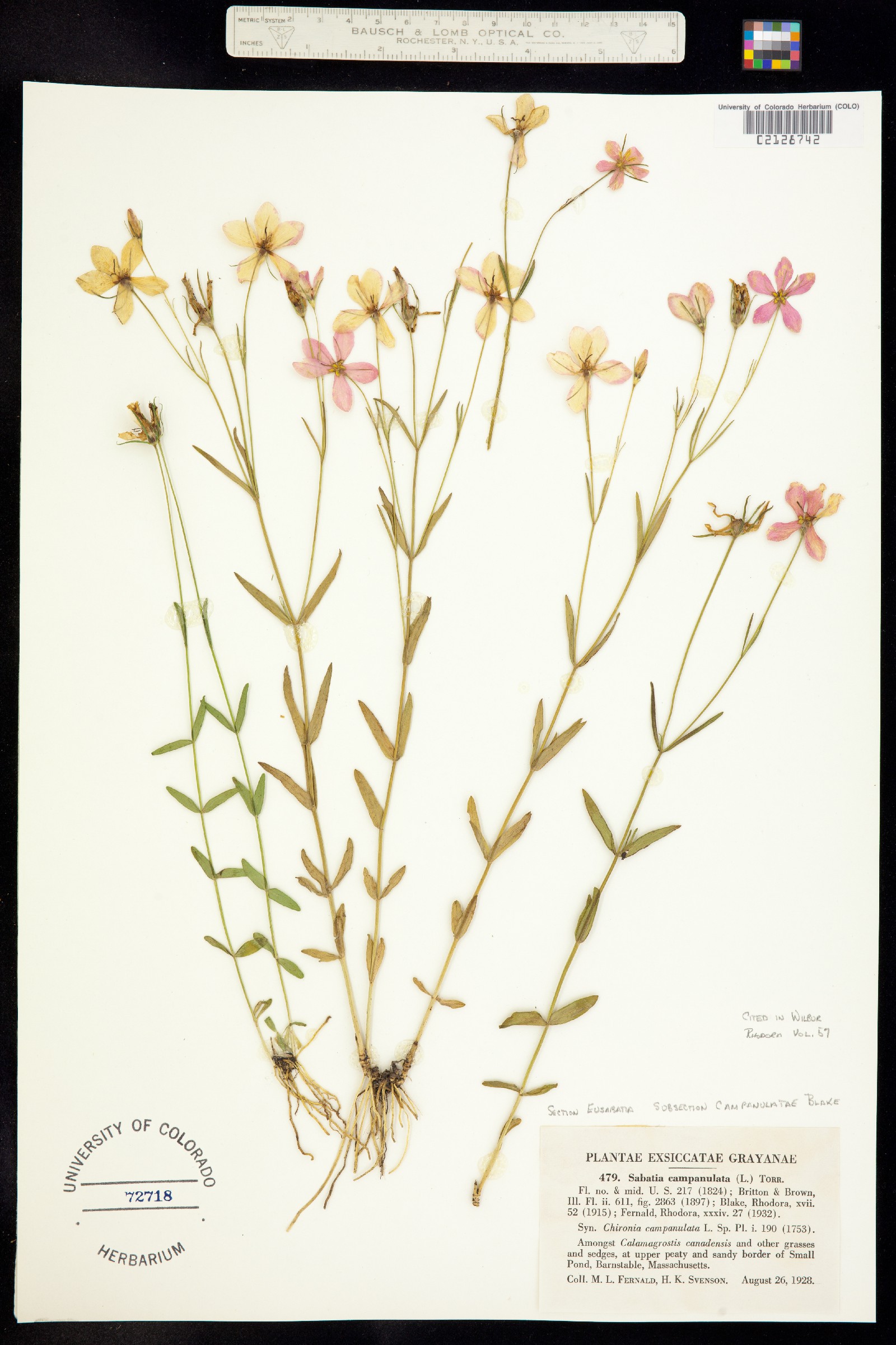 Sabatia campanulata image