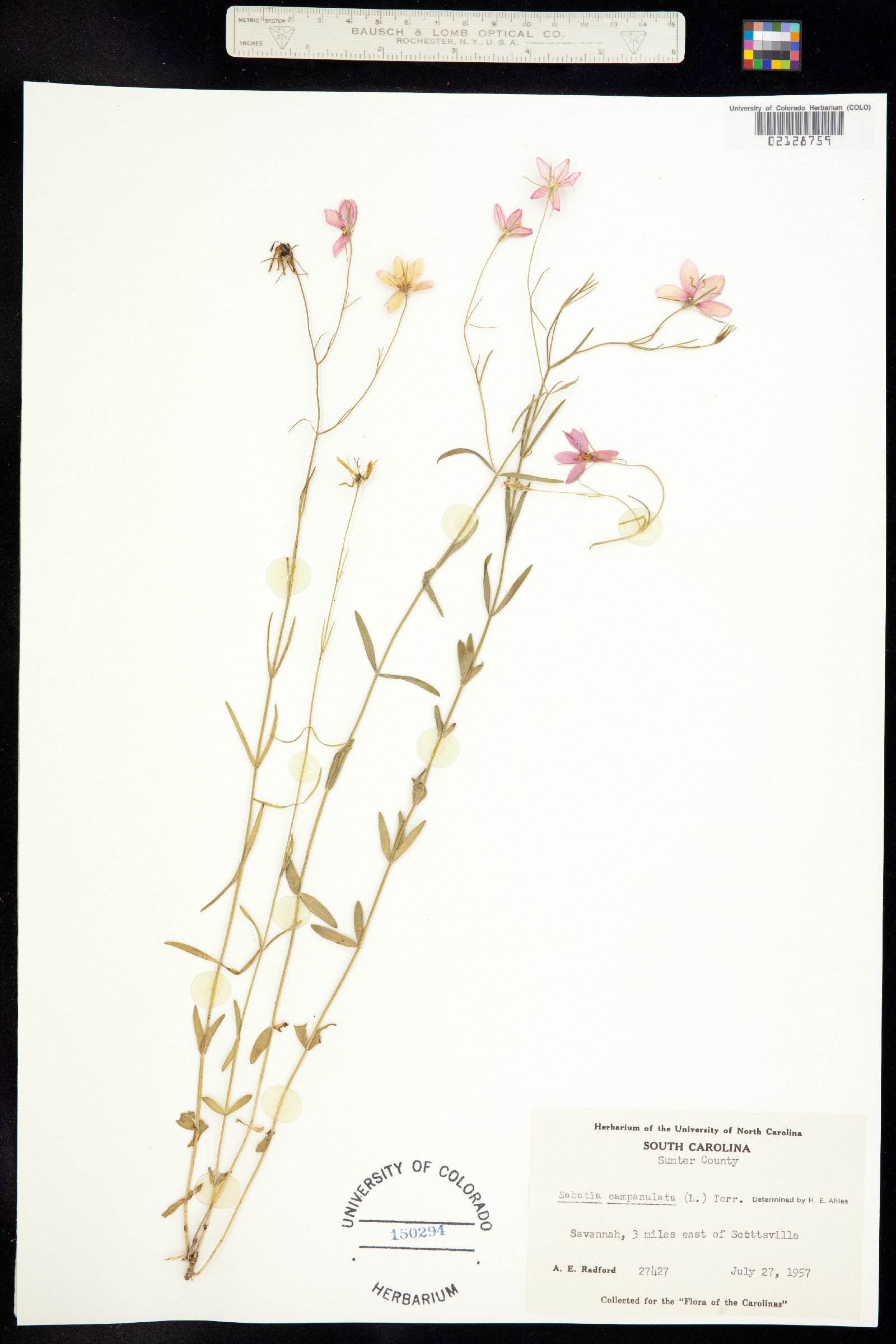 Sabatia campanulata image