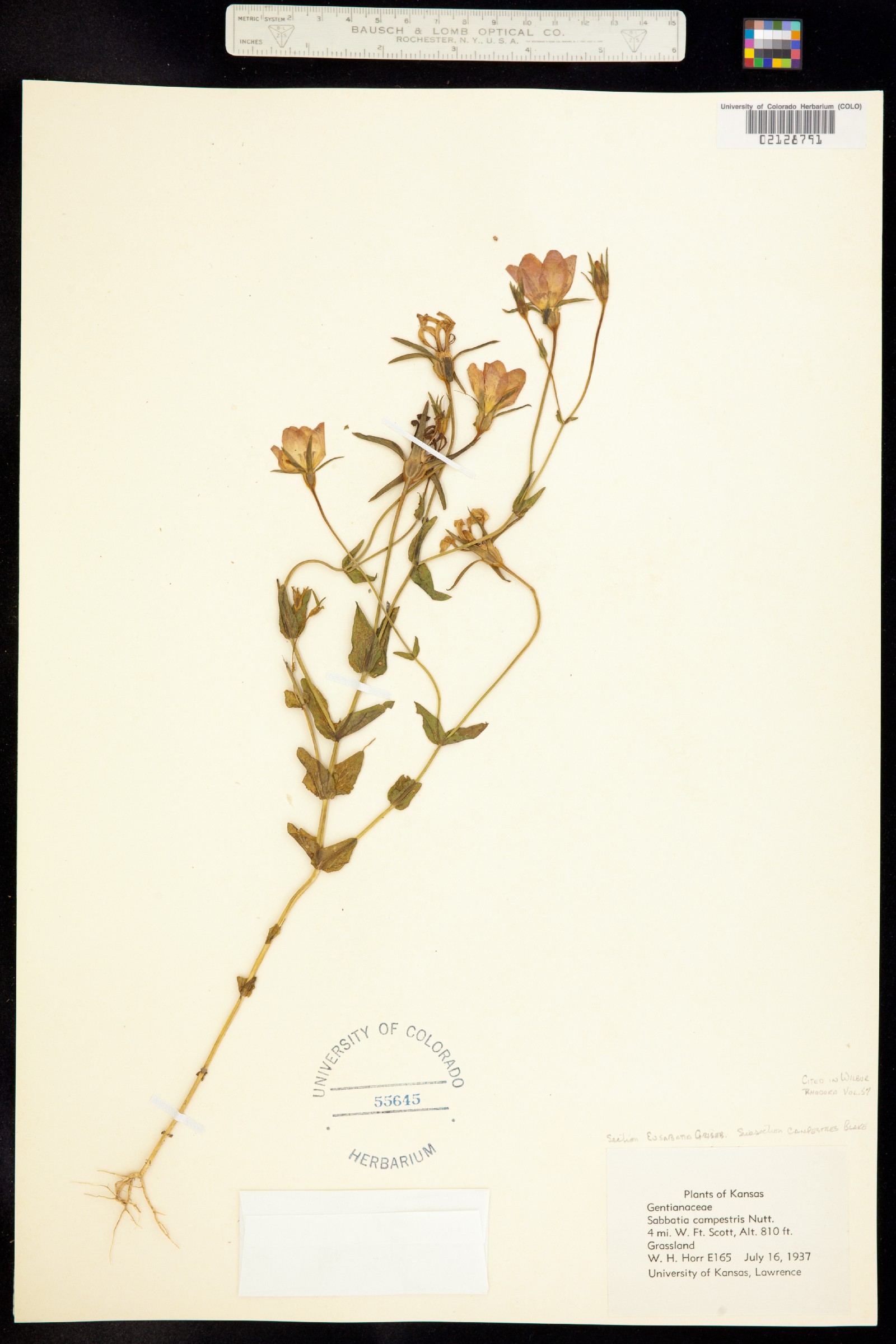Sabatia campestris image