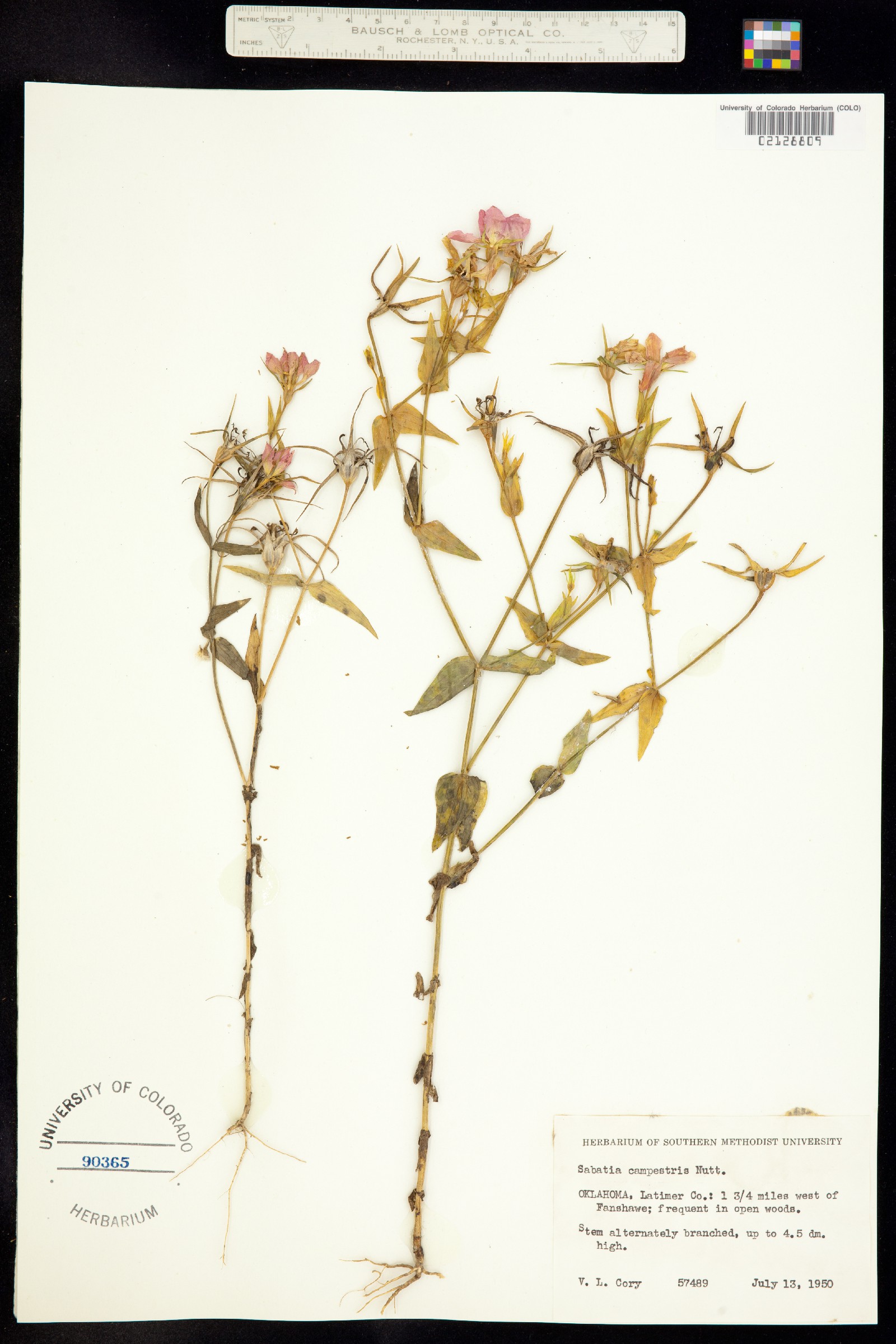 Sabatia campestris image