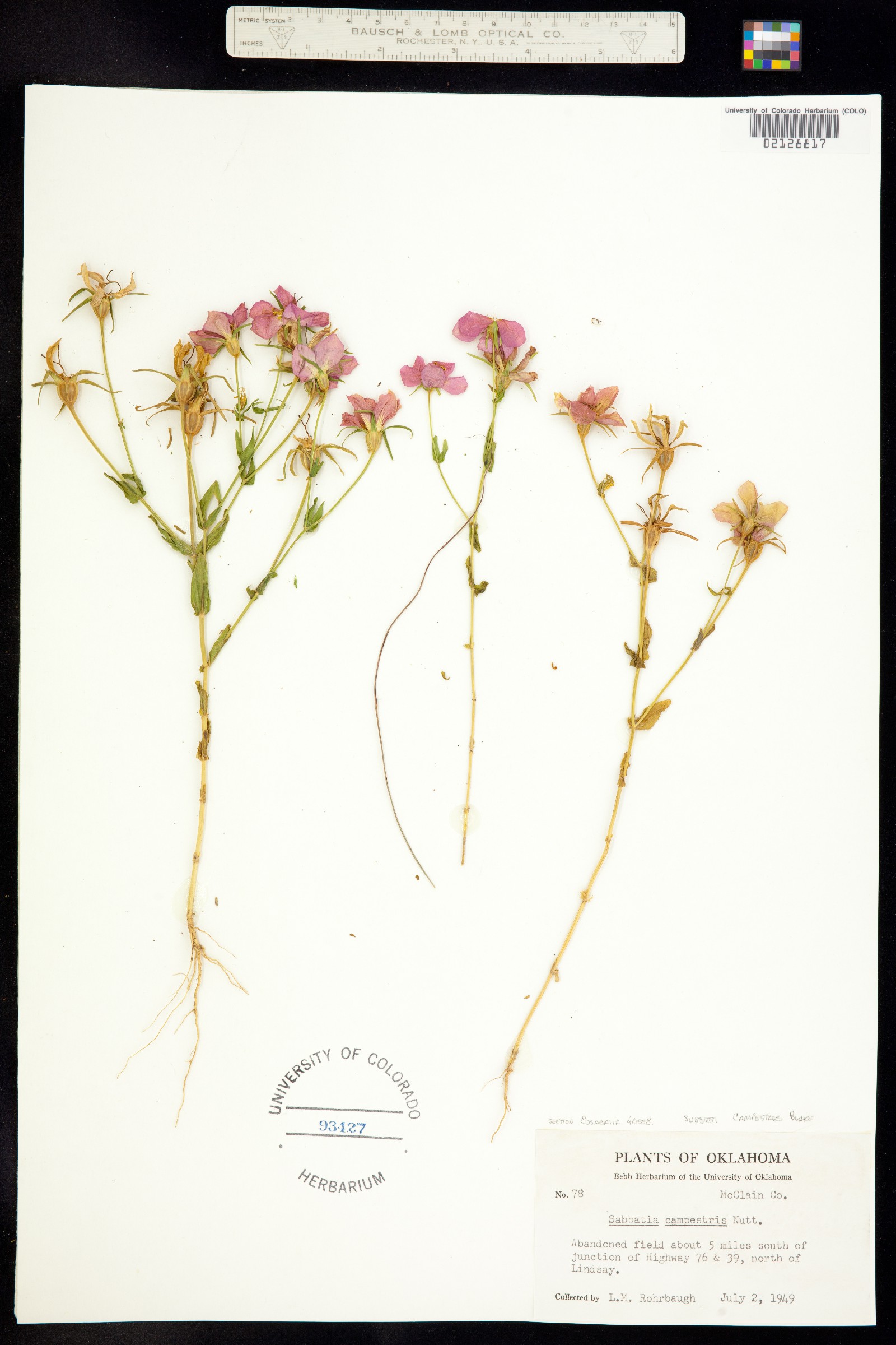 Sabatia campestris image