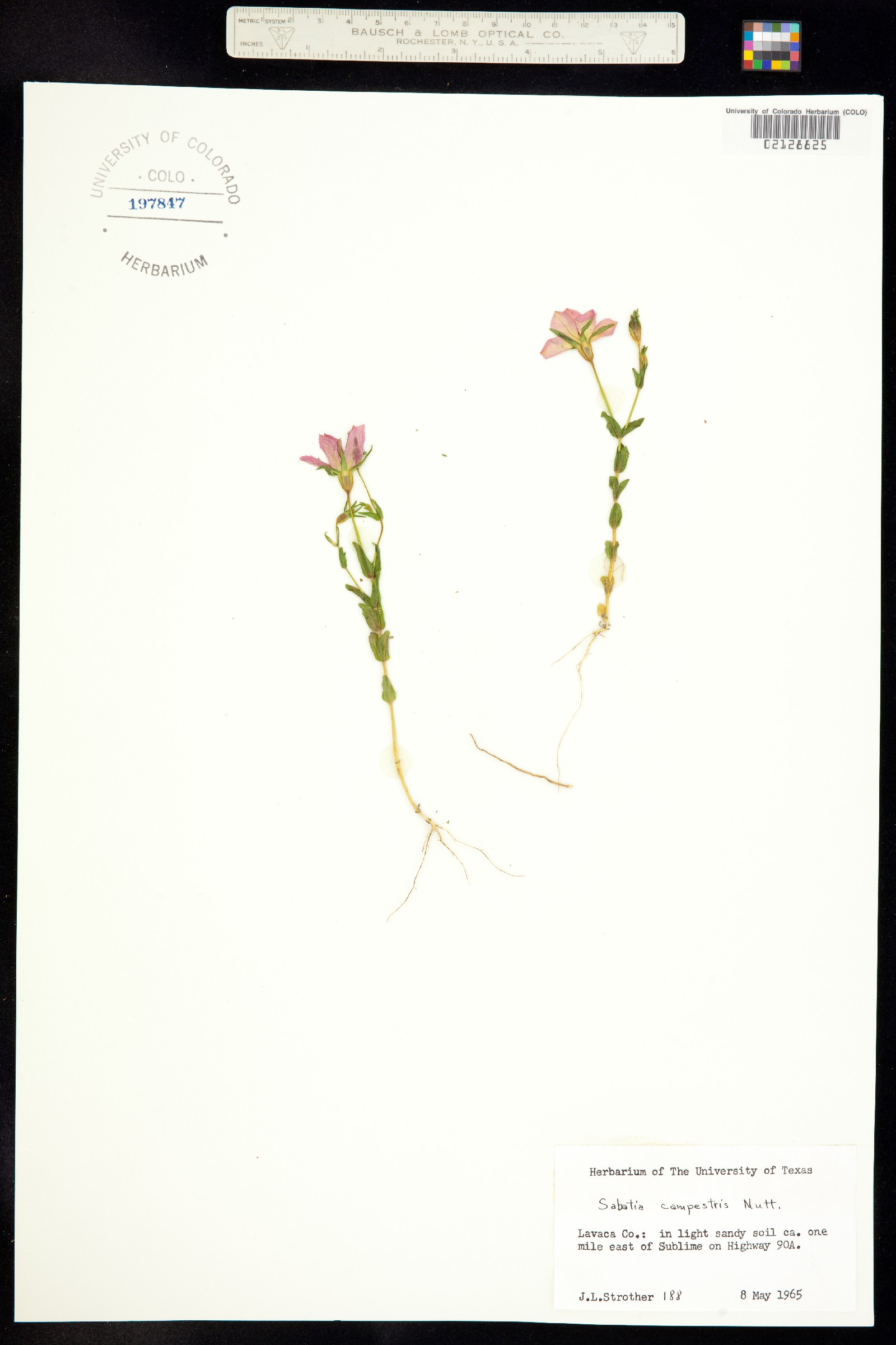 Sabatia campestris image