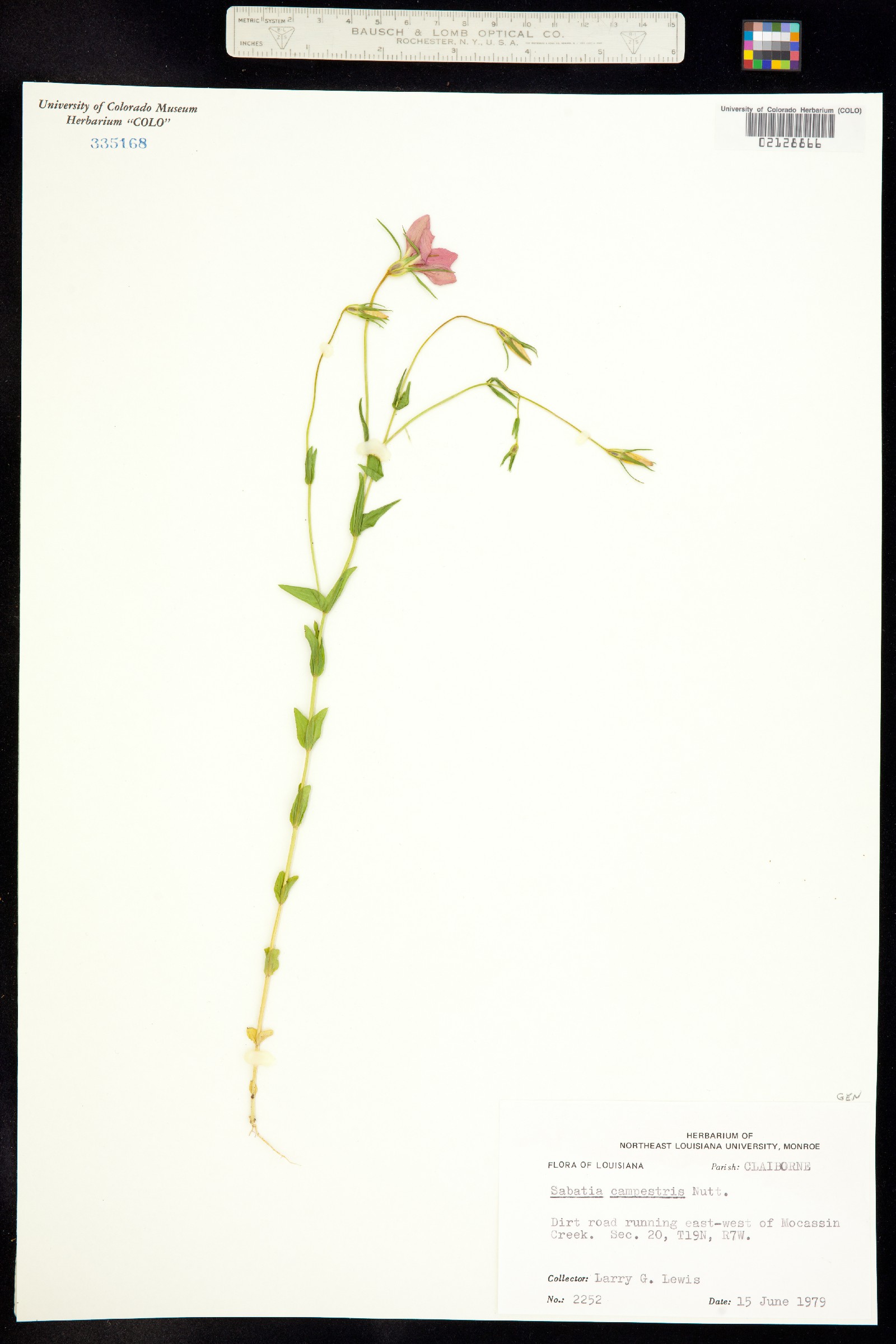 Sabatia campestris image