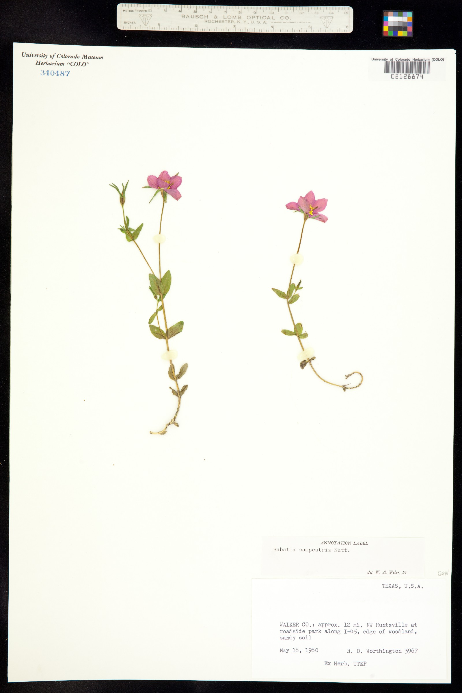 Sabatia campestris image