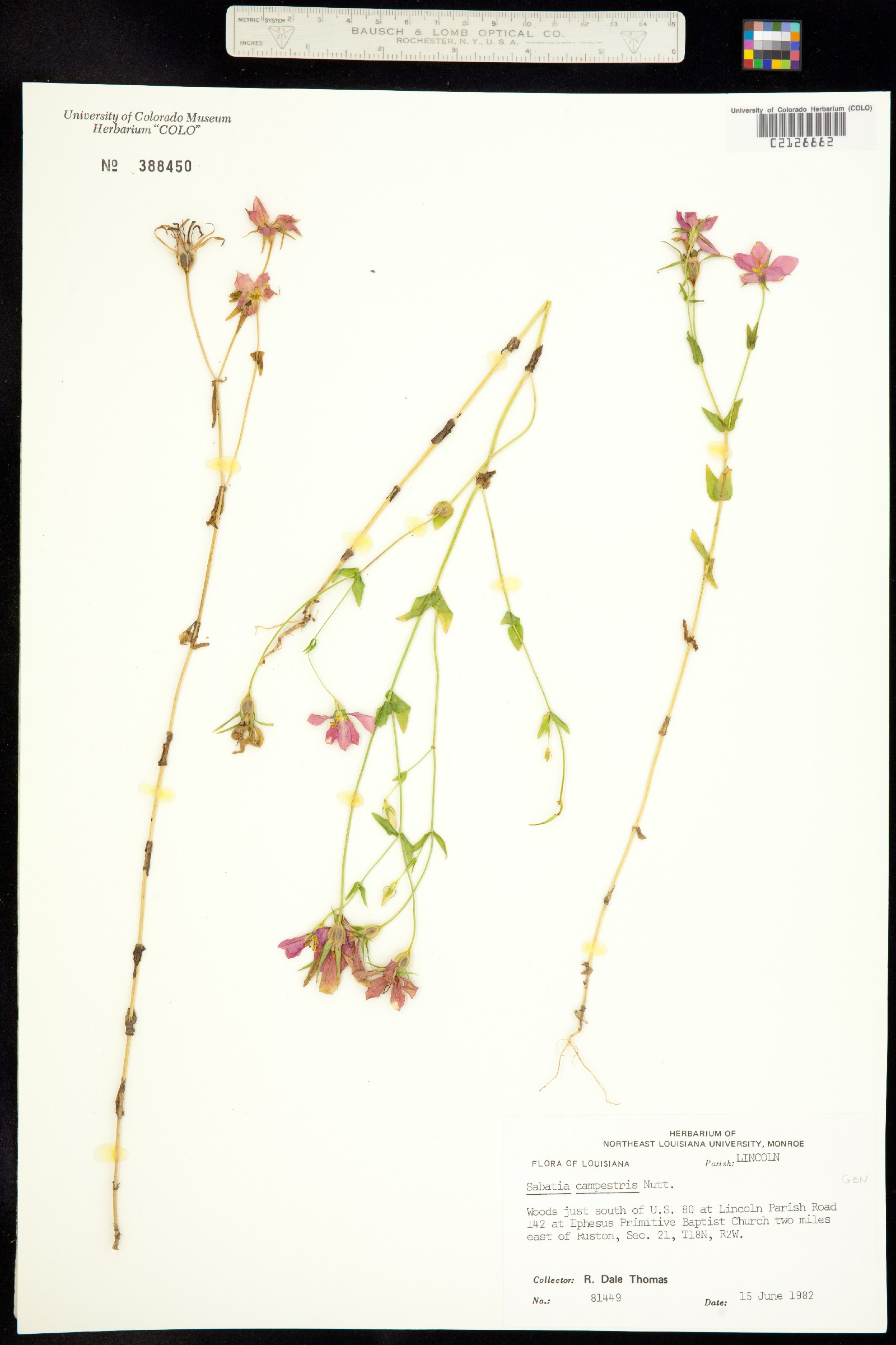 Sabatia campestris image