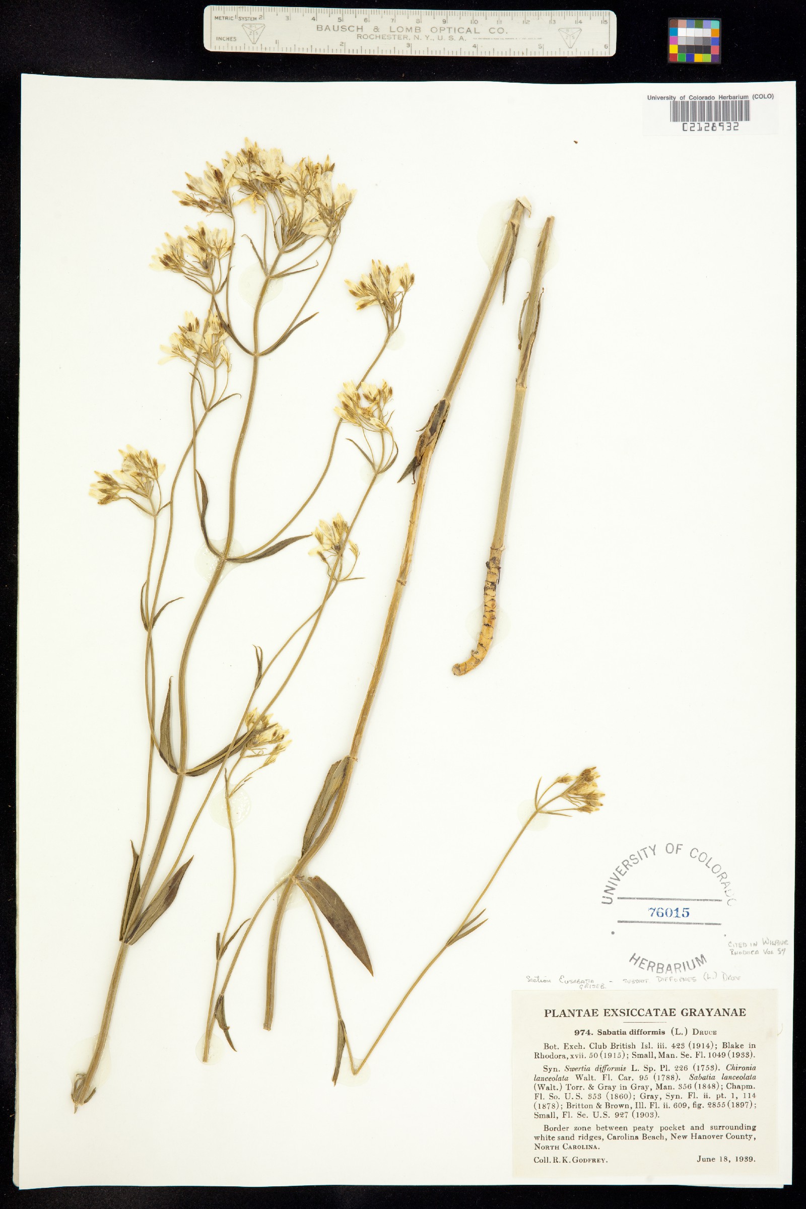 Sabatia difformis image