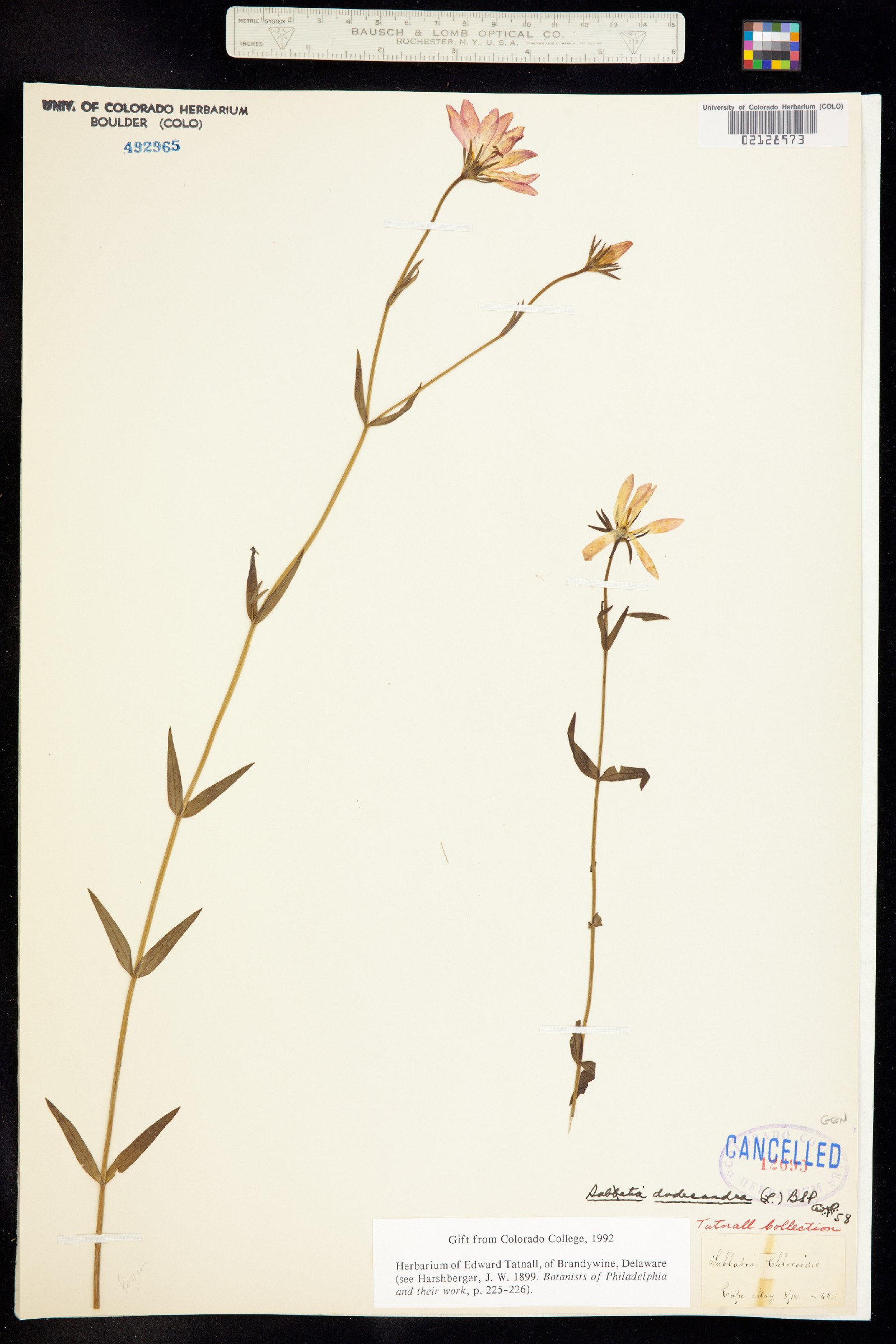 Sabatia dodecandra image