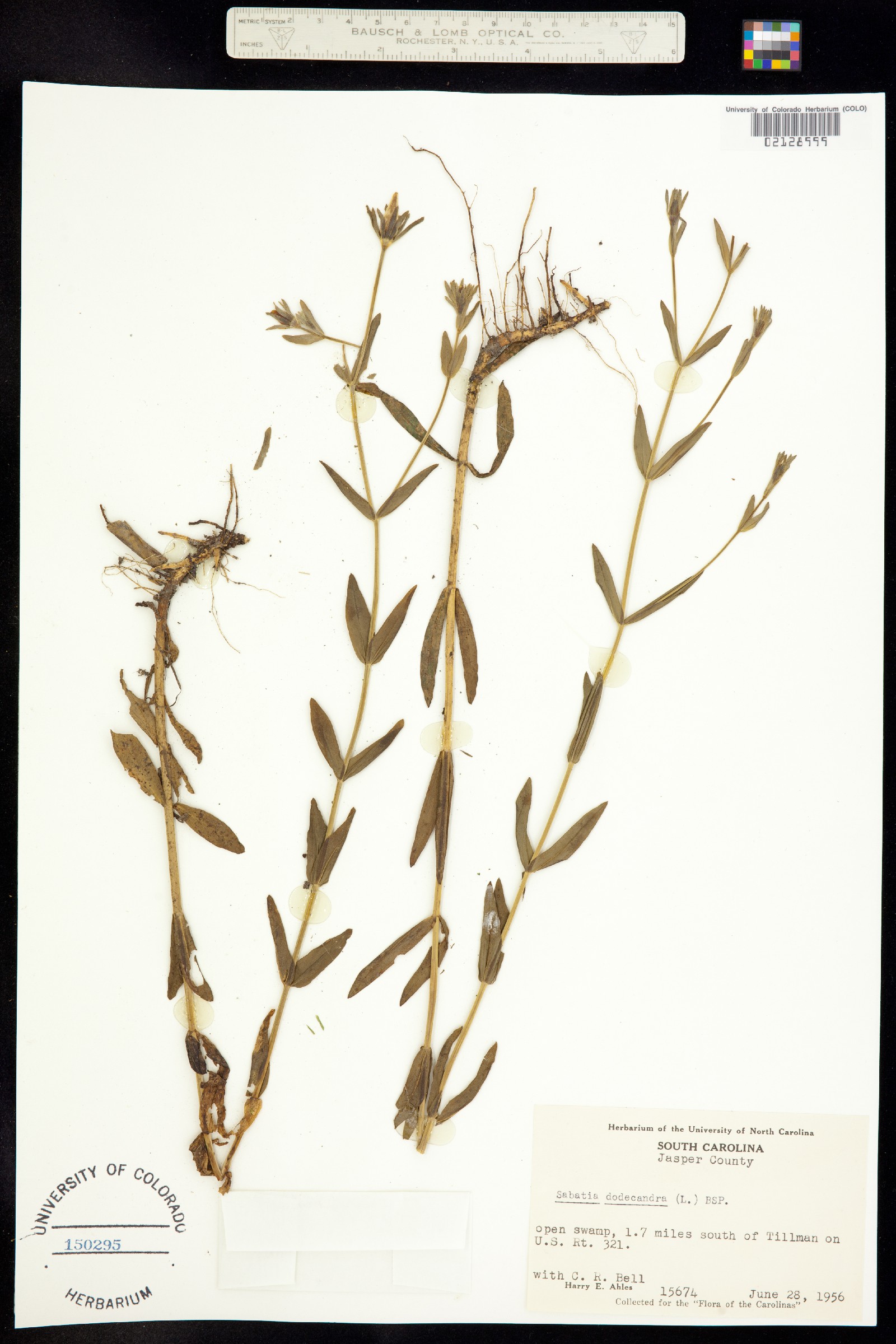 Sabatia dodecandra image