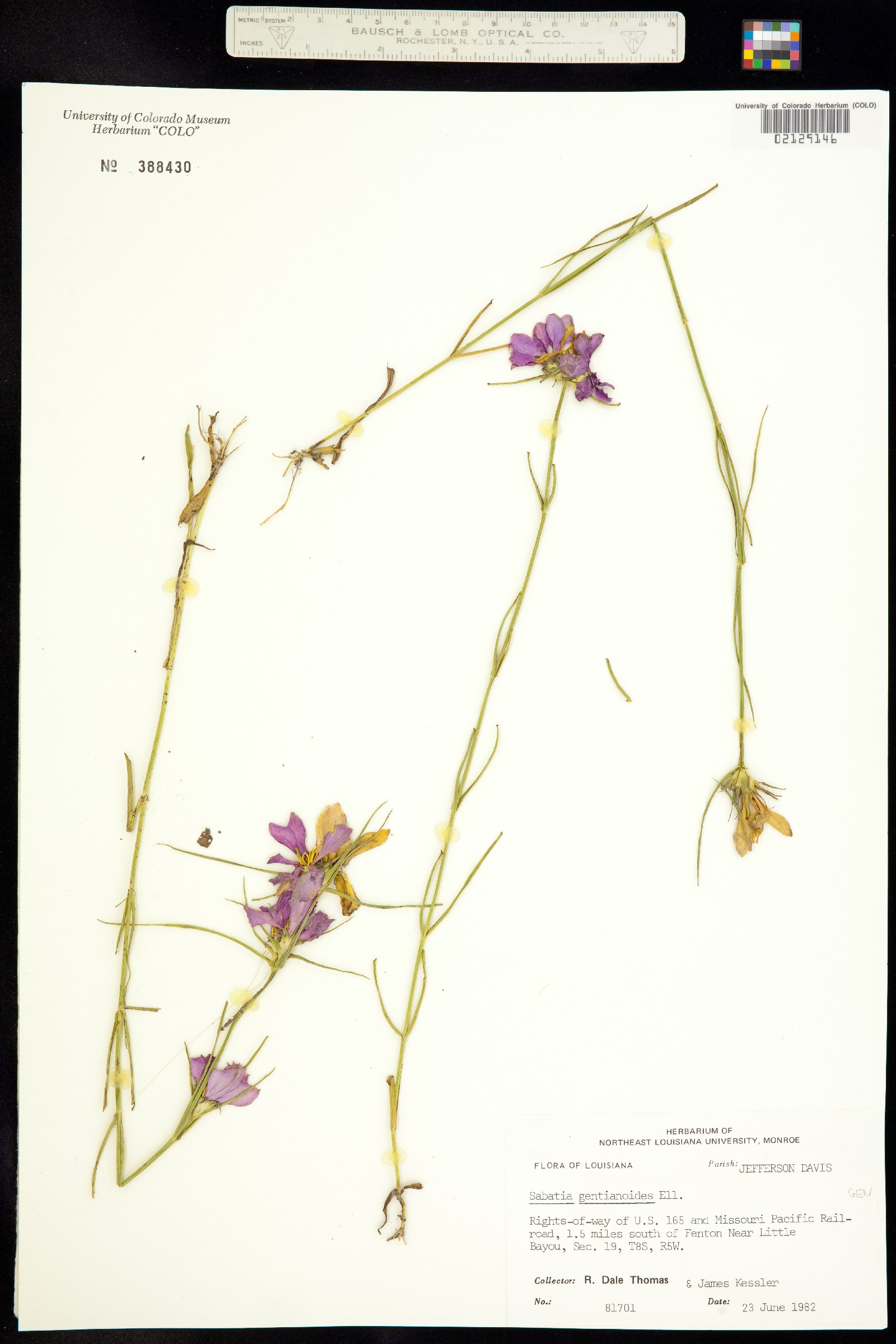 Sabatia gentianoides image