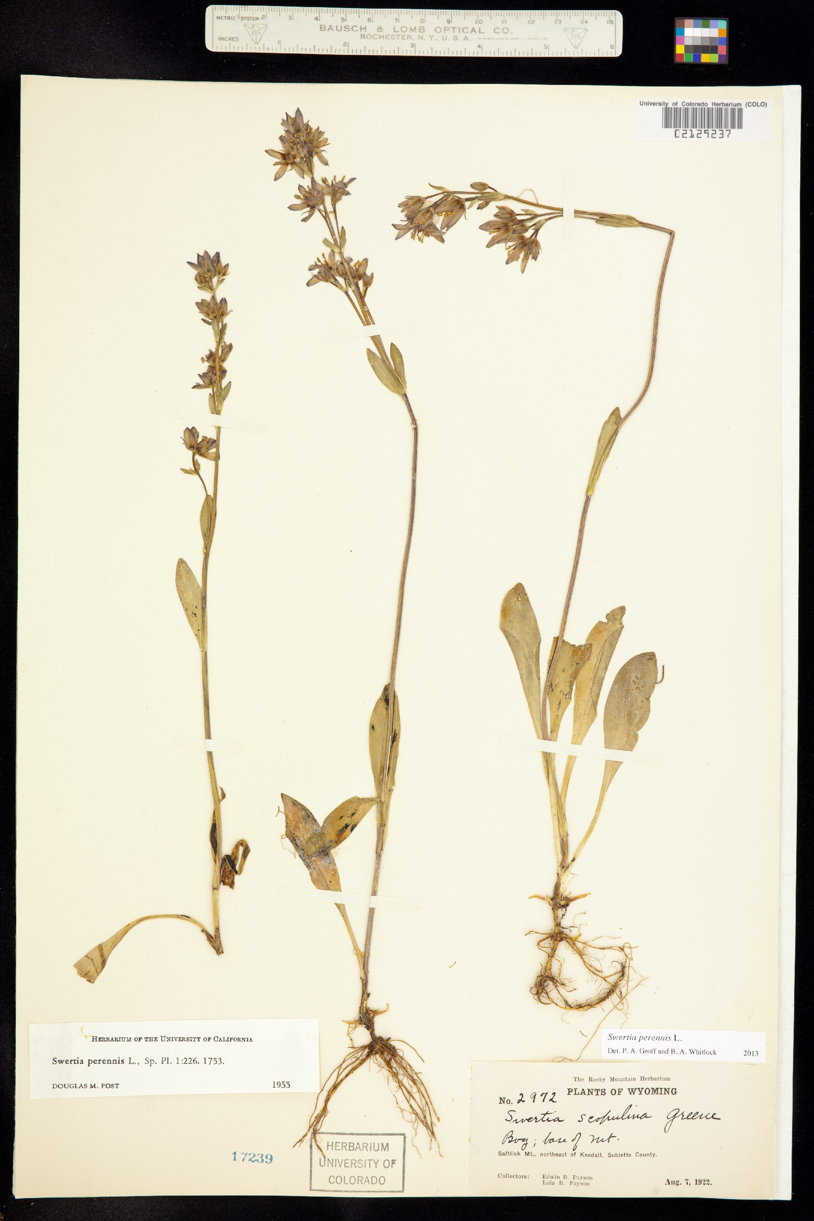 Swertia perennis image