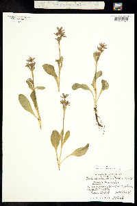 Swertia perennis image