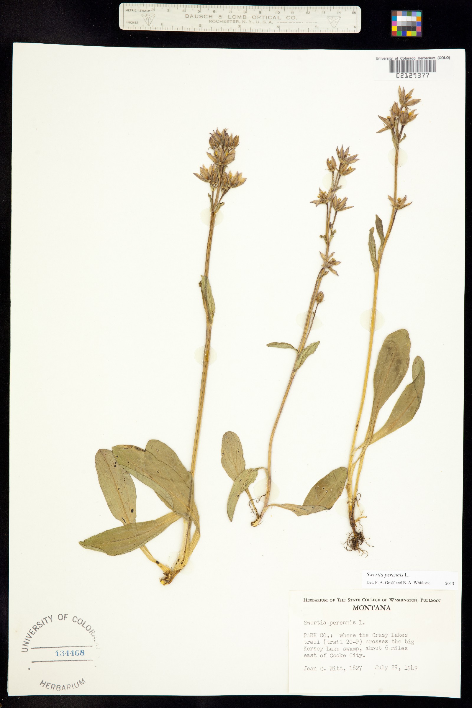 Swertia perennis image