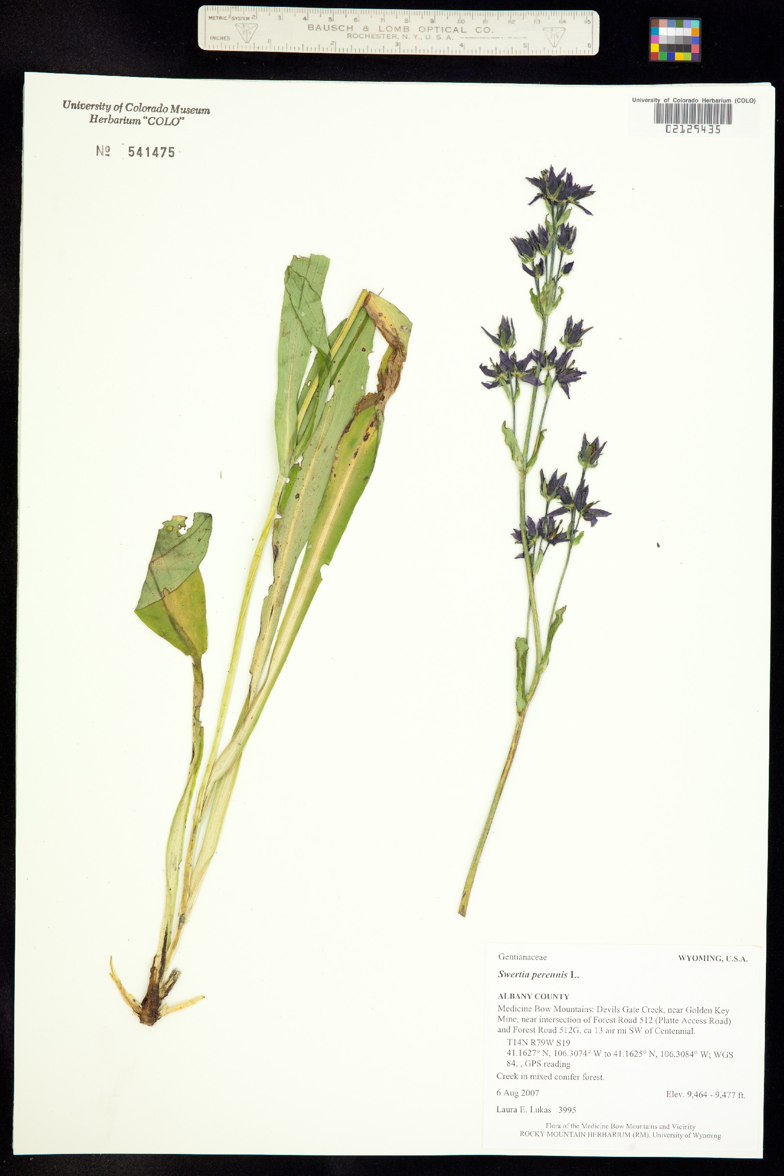 Swertia perennis image