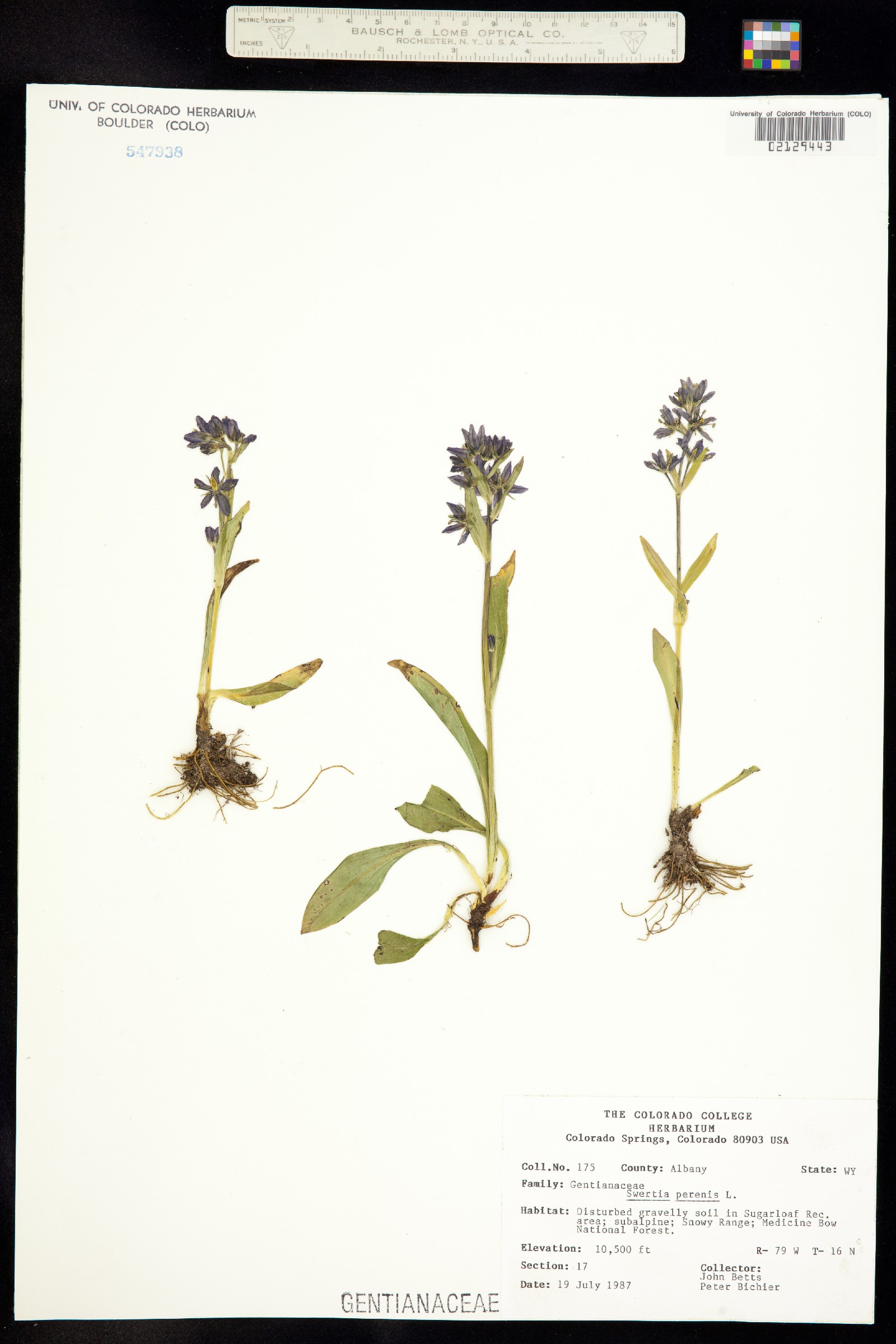 Swertia perennis image