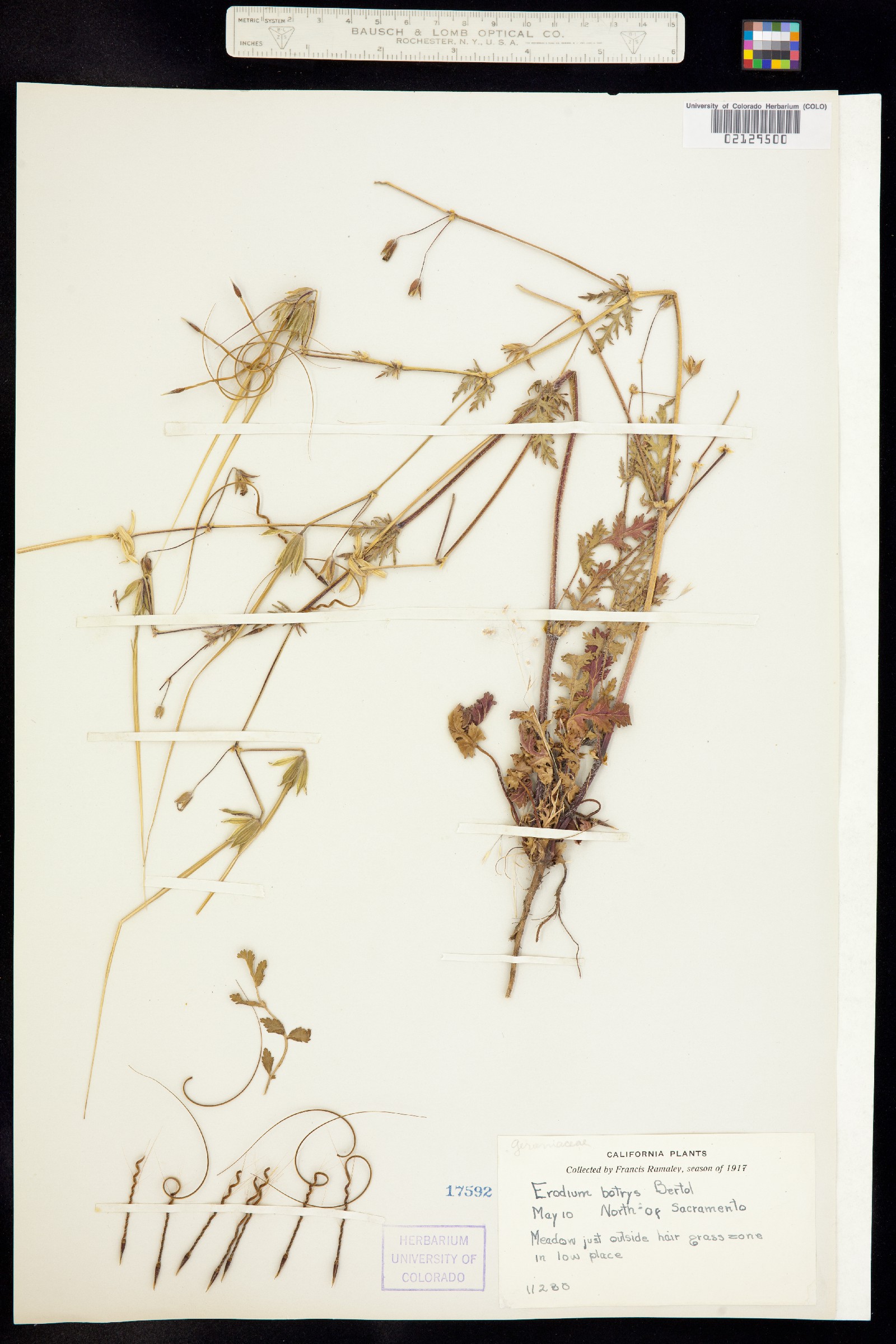 Erodium botrys image