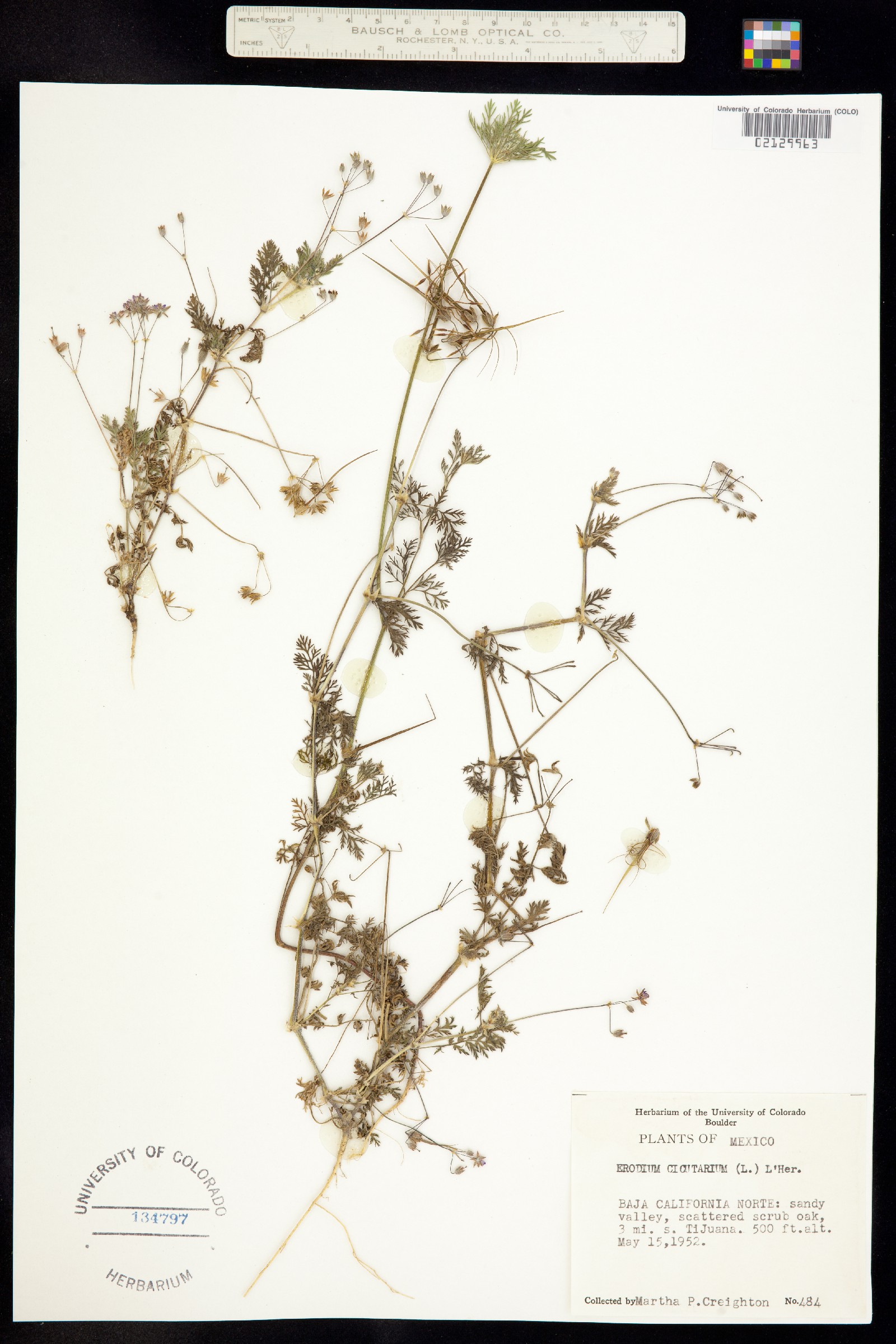 Erodium cicutarium image