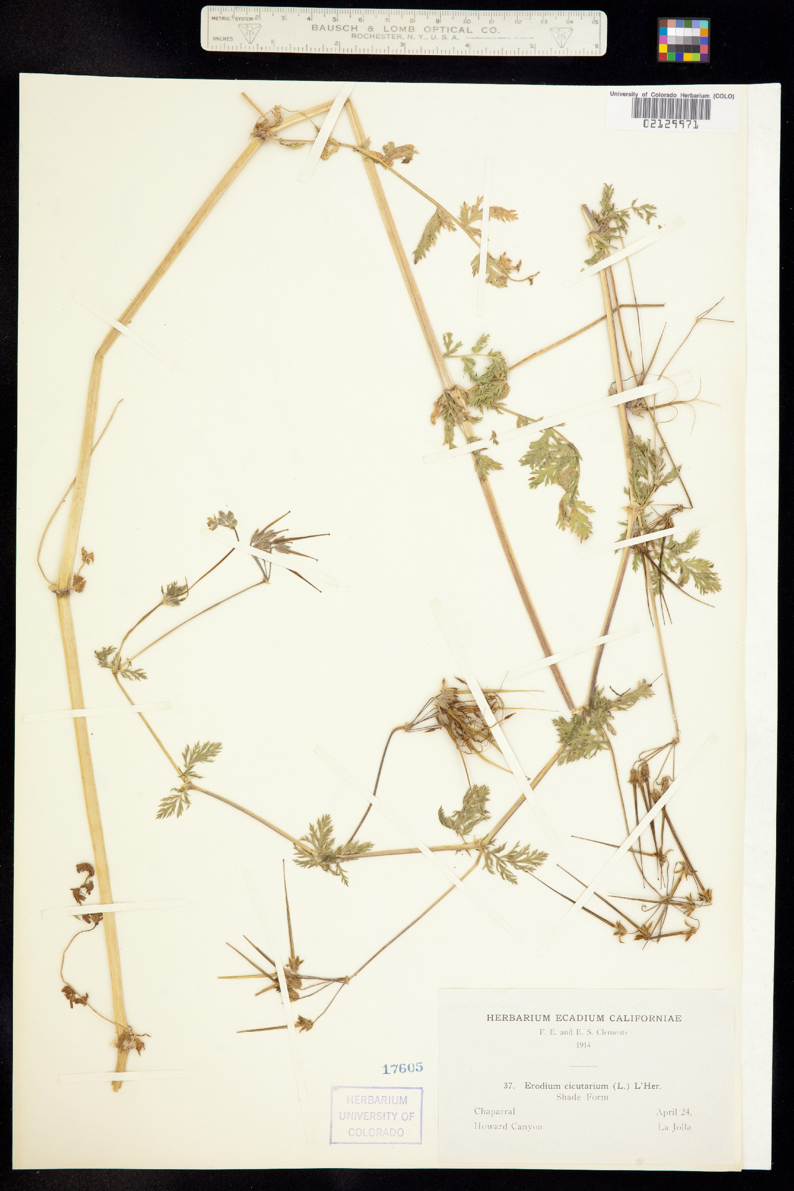 Erodium cicutarium image
