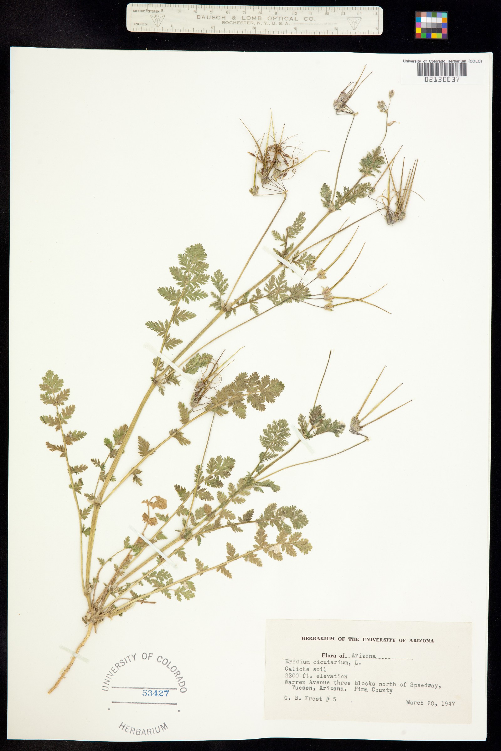 Erodium cicutarium image