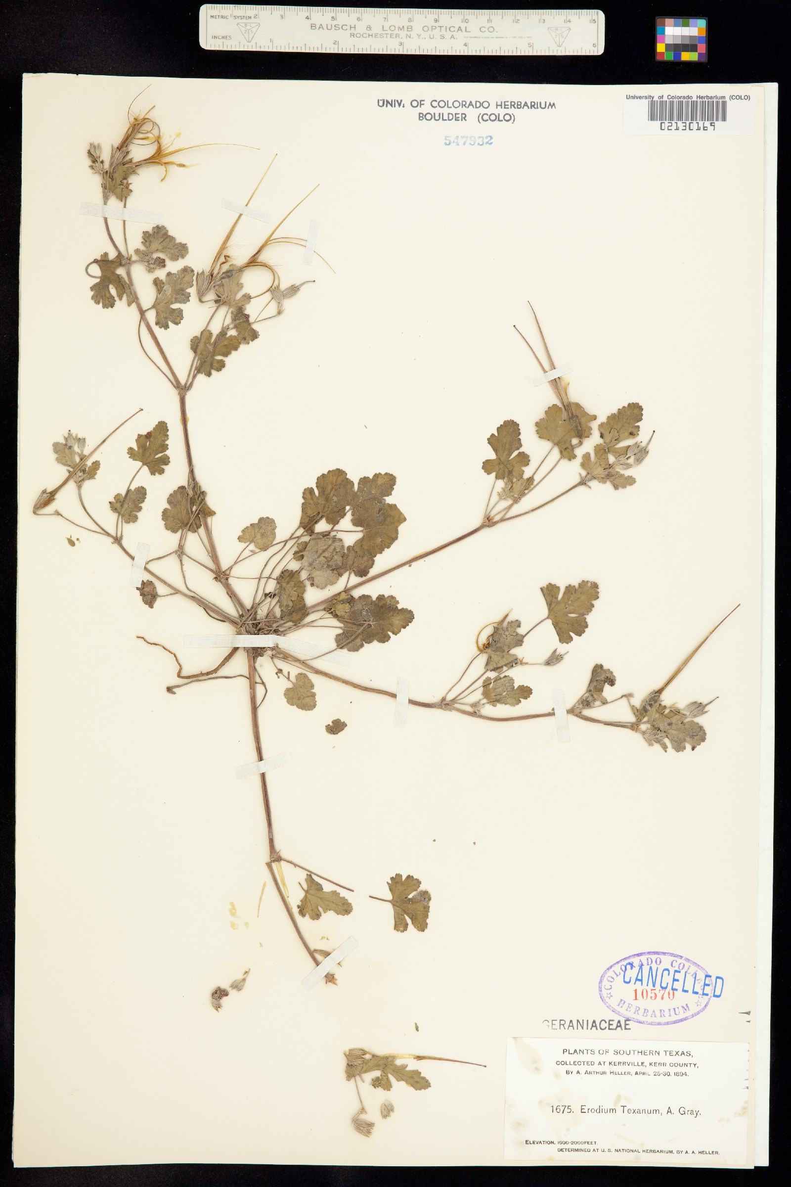 Erodium texanum image