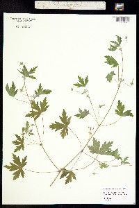 Image of Geranium carolinianum