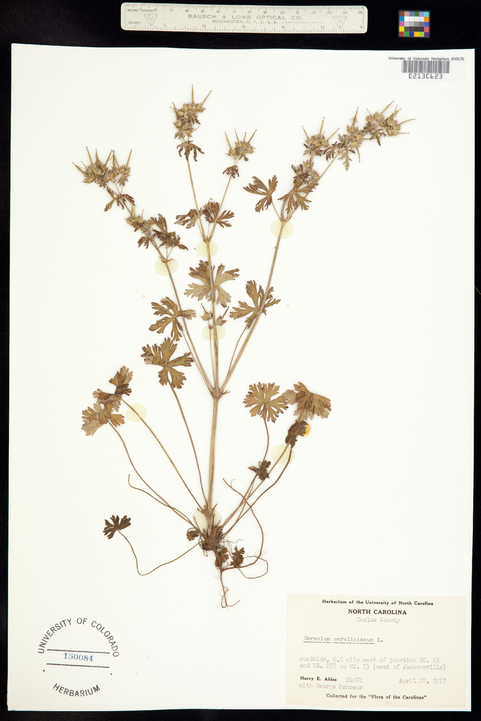 Geranium carolinianum image