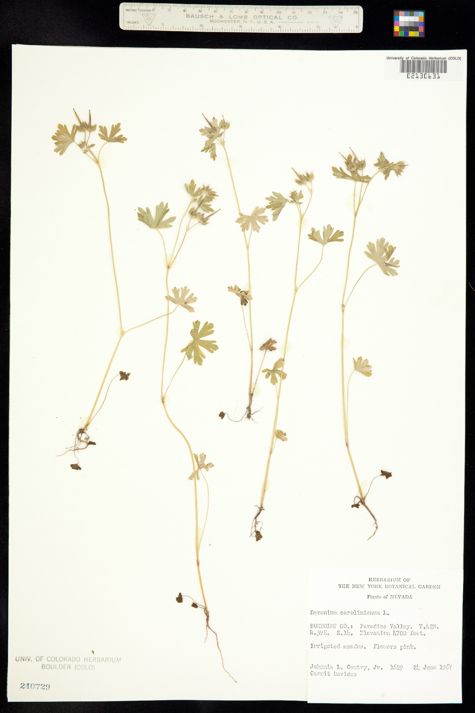 Geranium carolinianum image