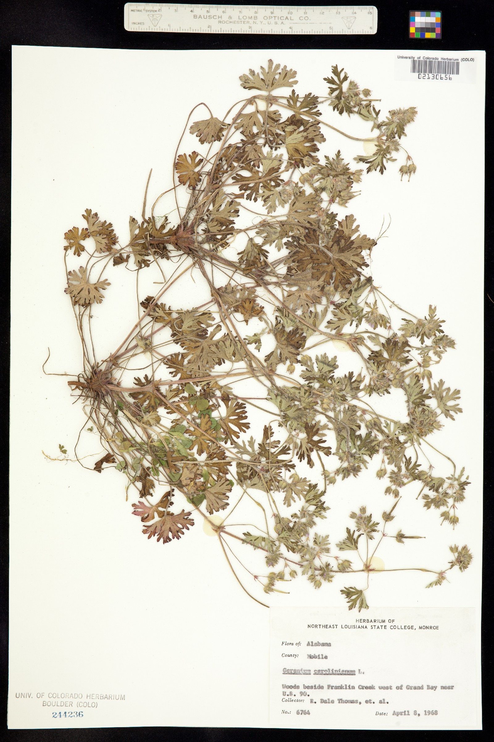 Geranium carolinianum image