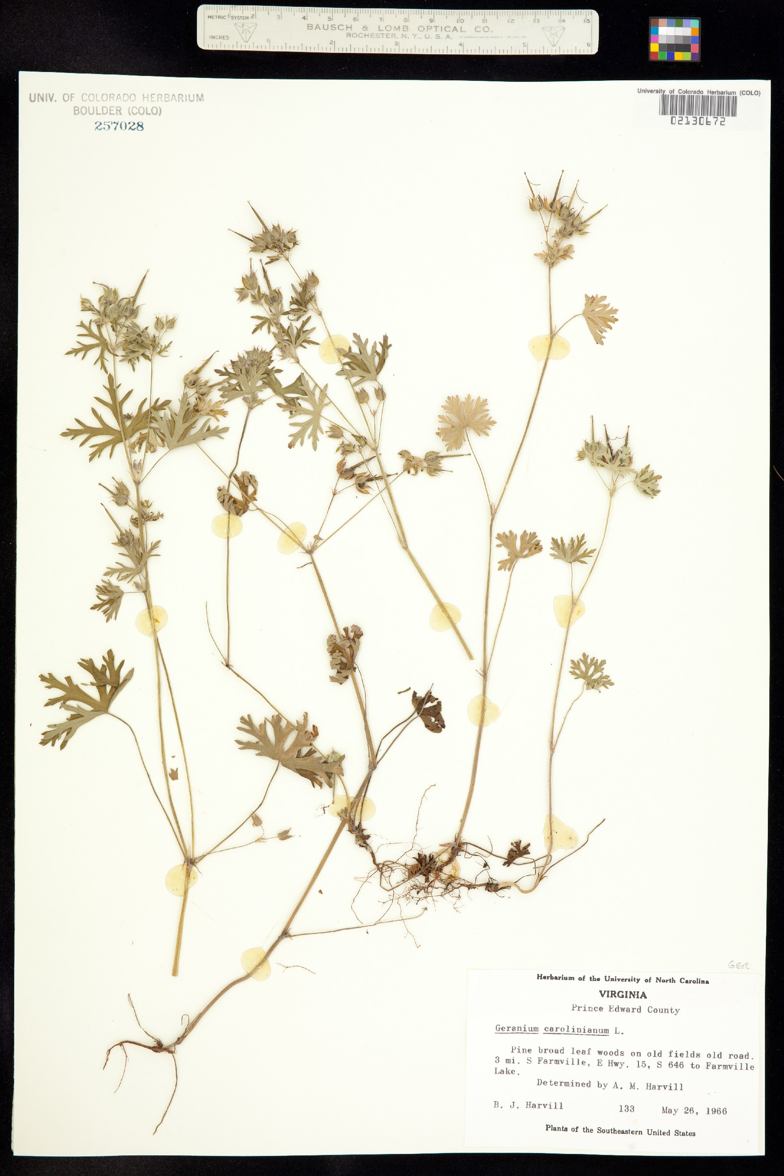 Geranium carolinianum image
