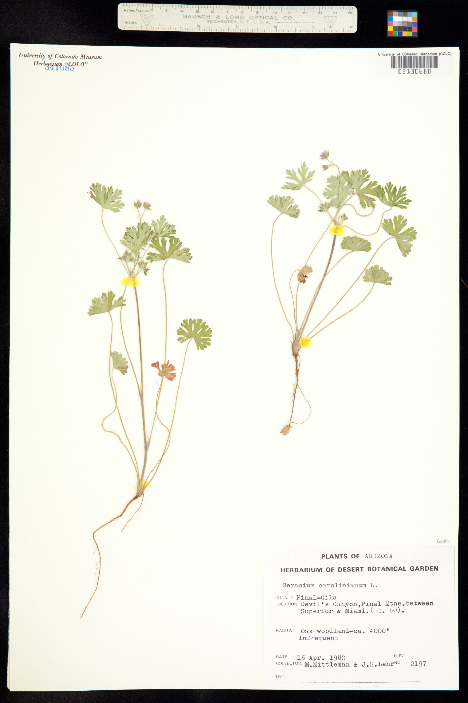 Geranium carolinianum image