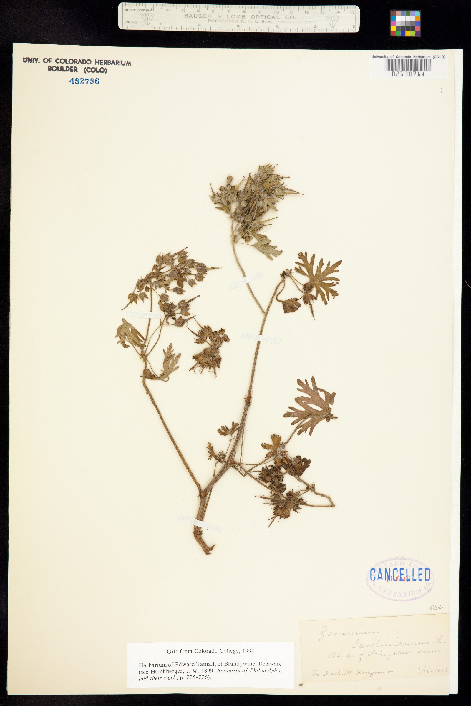 Geranium carolinianum image