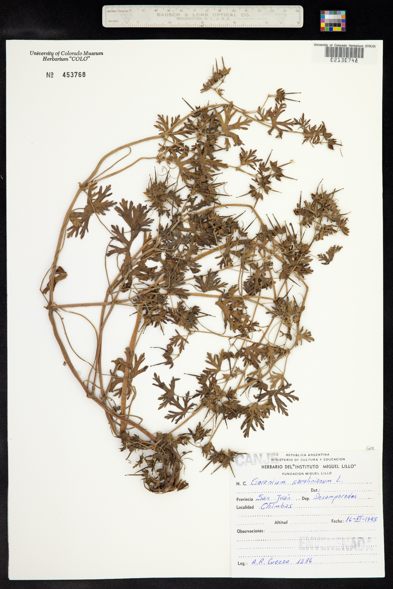 Geranium carolinianum image