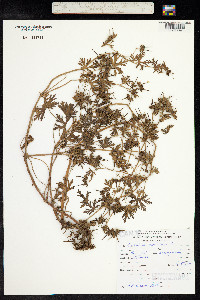 Geranium carolinianum image