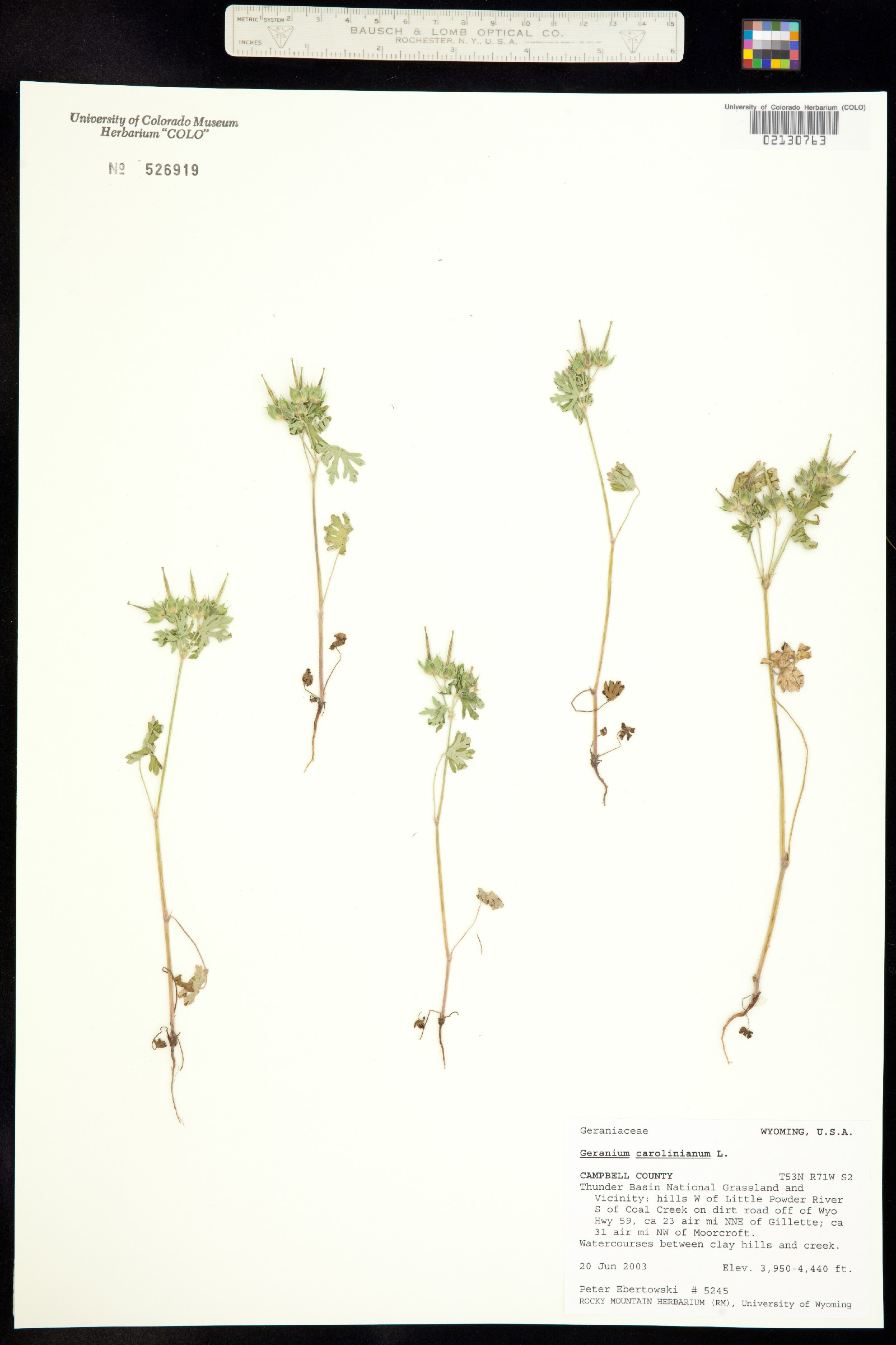 Geranium carolinianum image