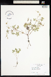 Geranium columbinum image