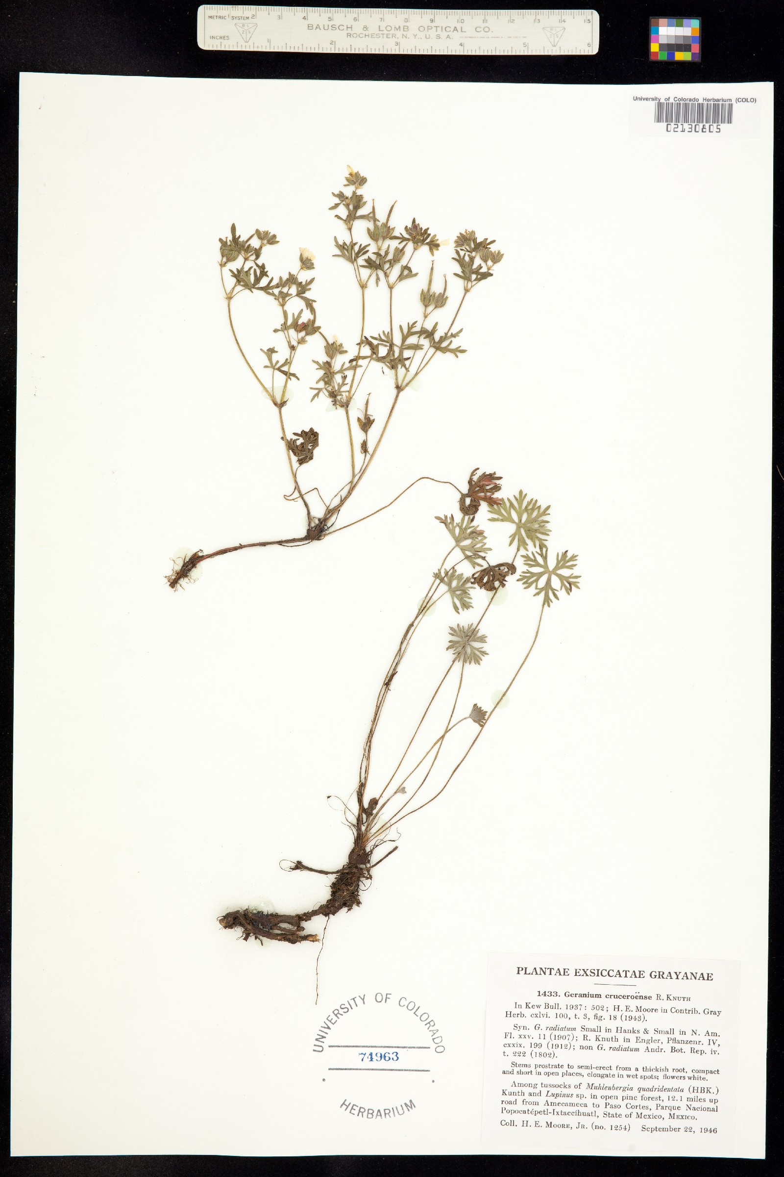 Geranium columbinum image