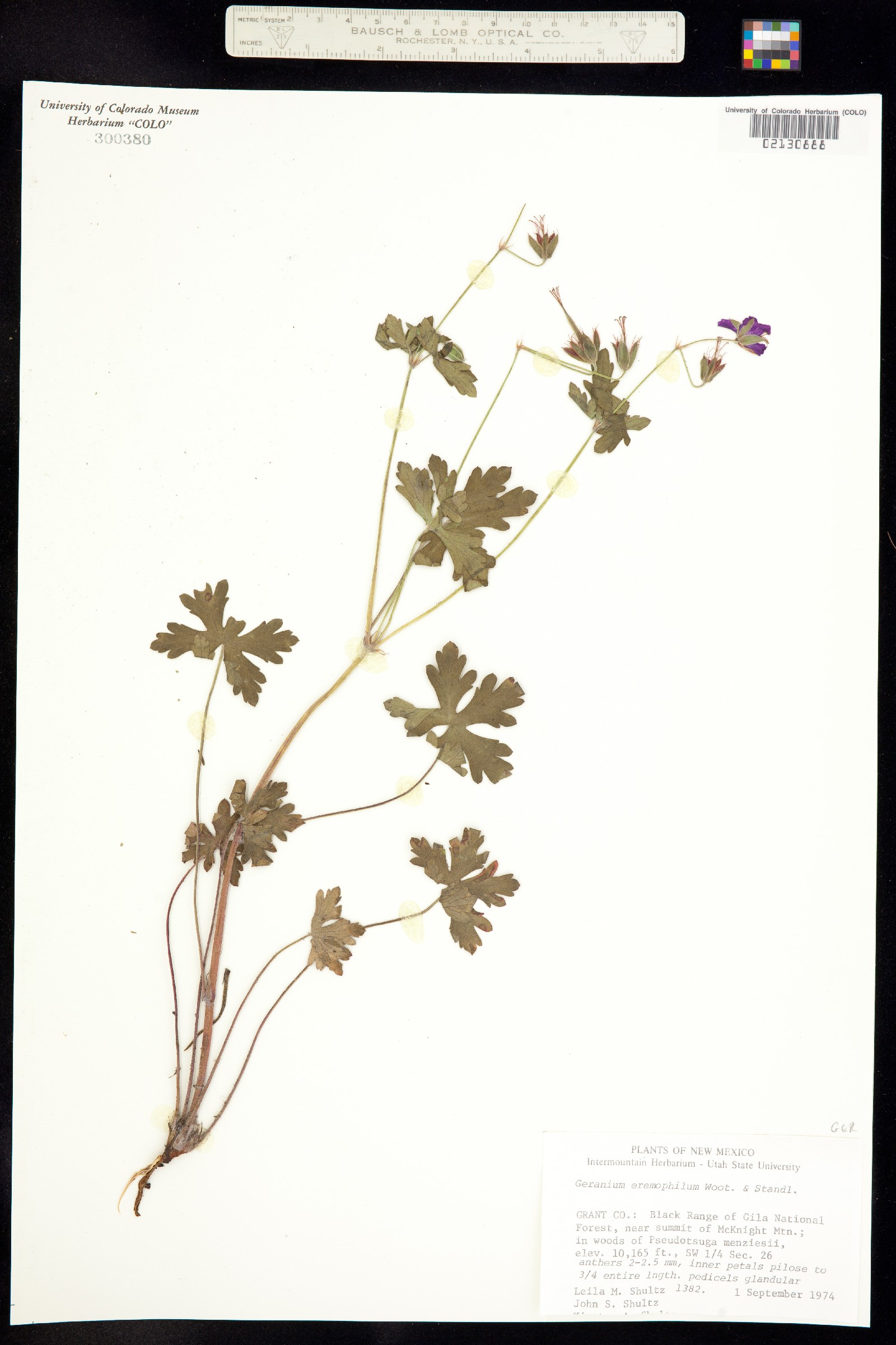 Geranium erianthum image