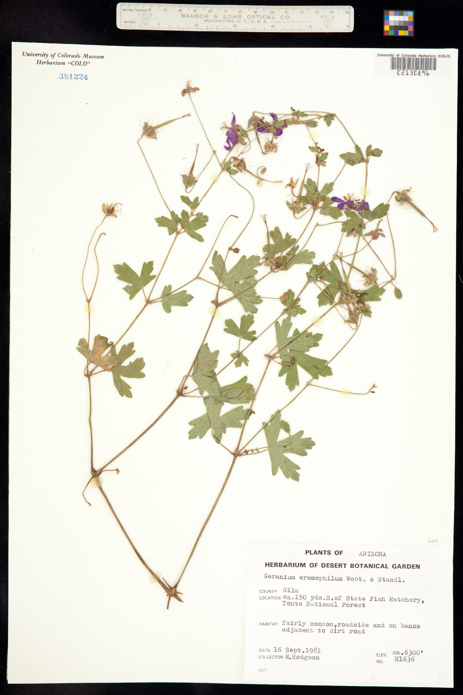 Geranium erianthum image