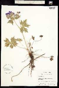 Geranium erianthum image