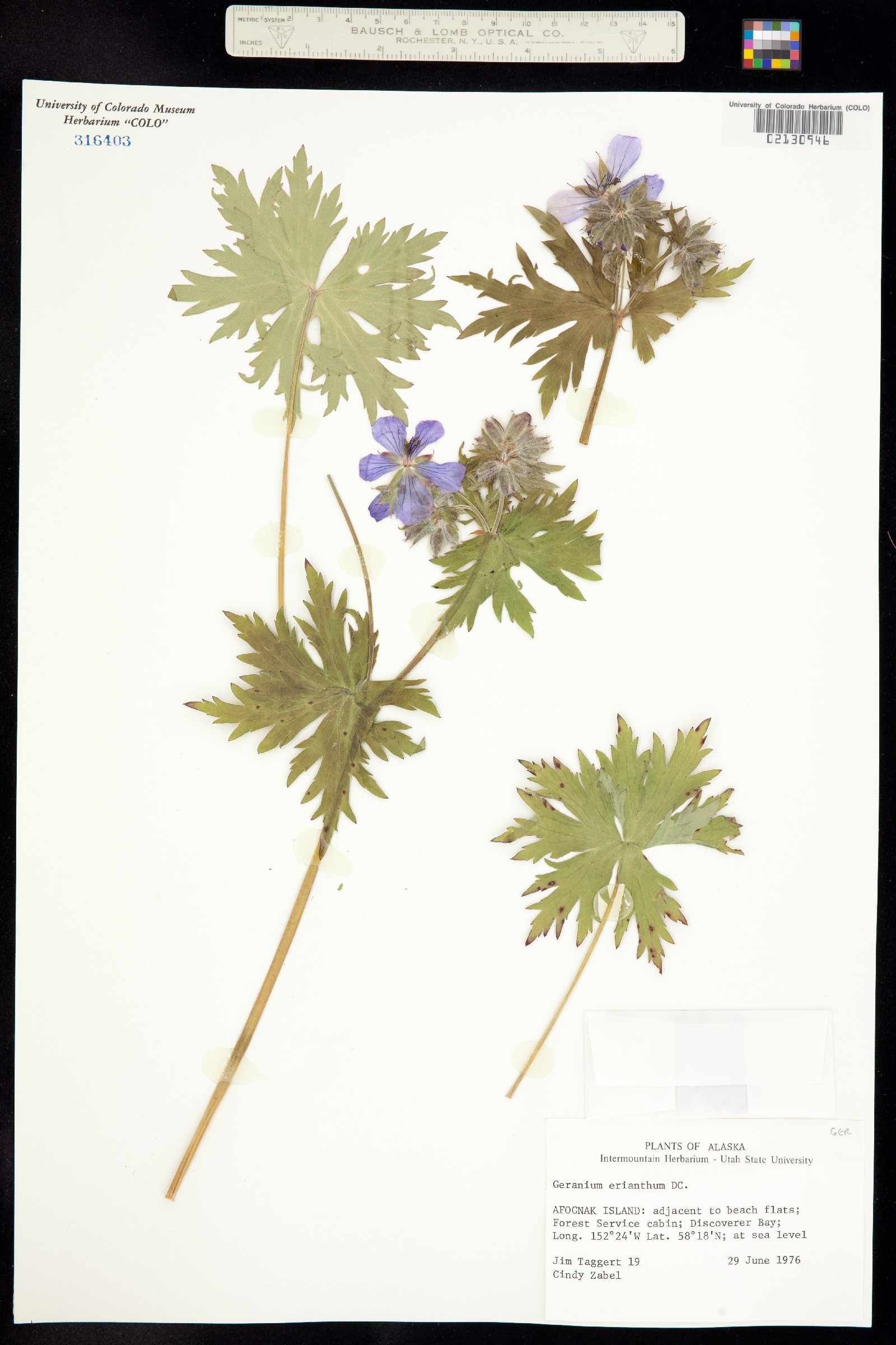 Geranium erianthum image